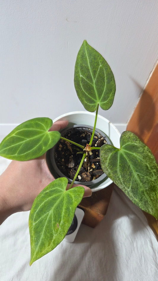 Anthurium KOS X Magnificum Mint Variegated "format PETIT" (ANT-674)