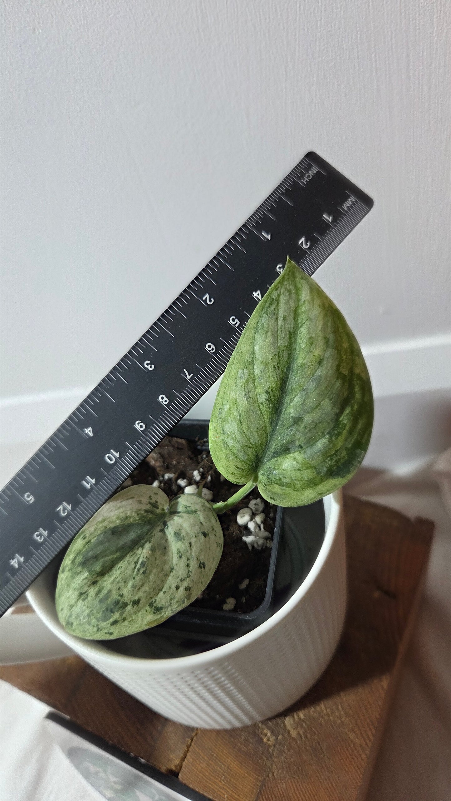 Scindapsus Silver Cloud variegata (SCI-1416)