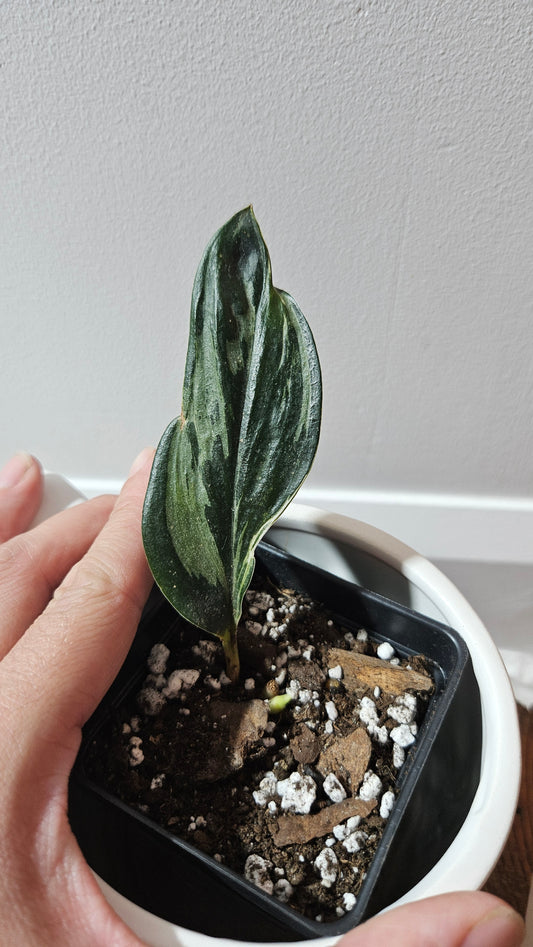 Scindapsus Treubii Dark Form silver (SCI-1197)