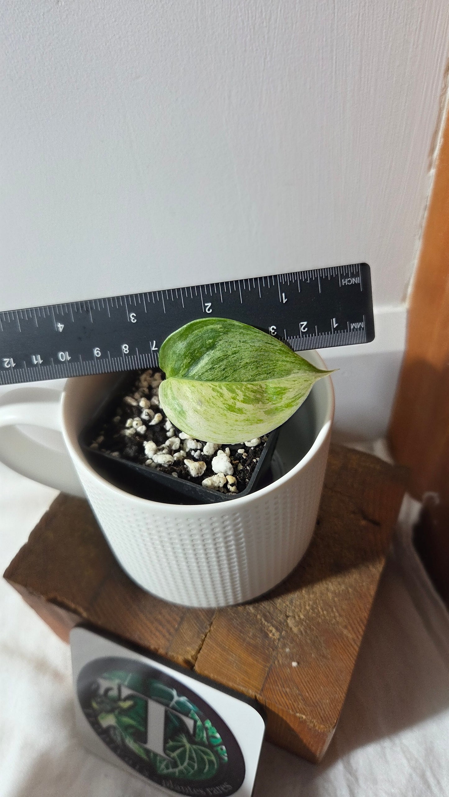 Scindapsus Blue Salaka (SCI-1159)