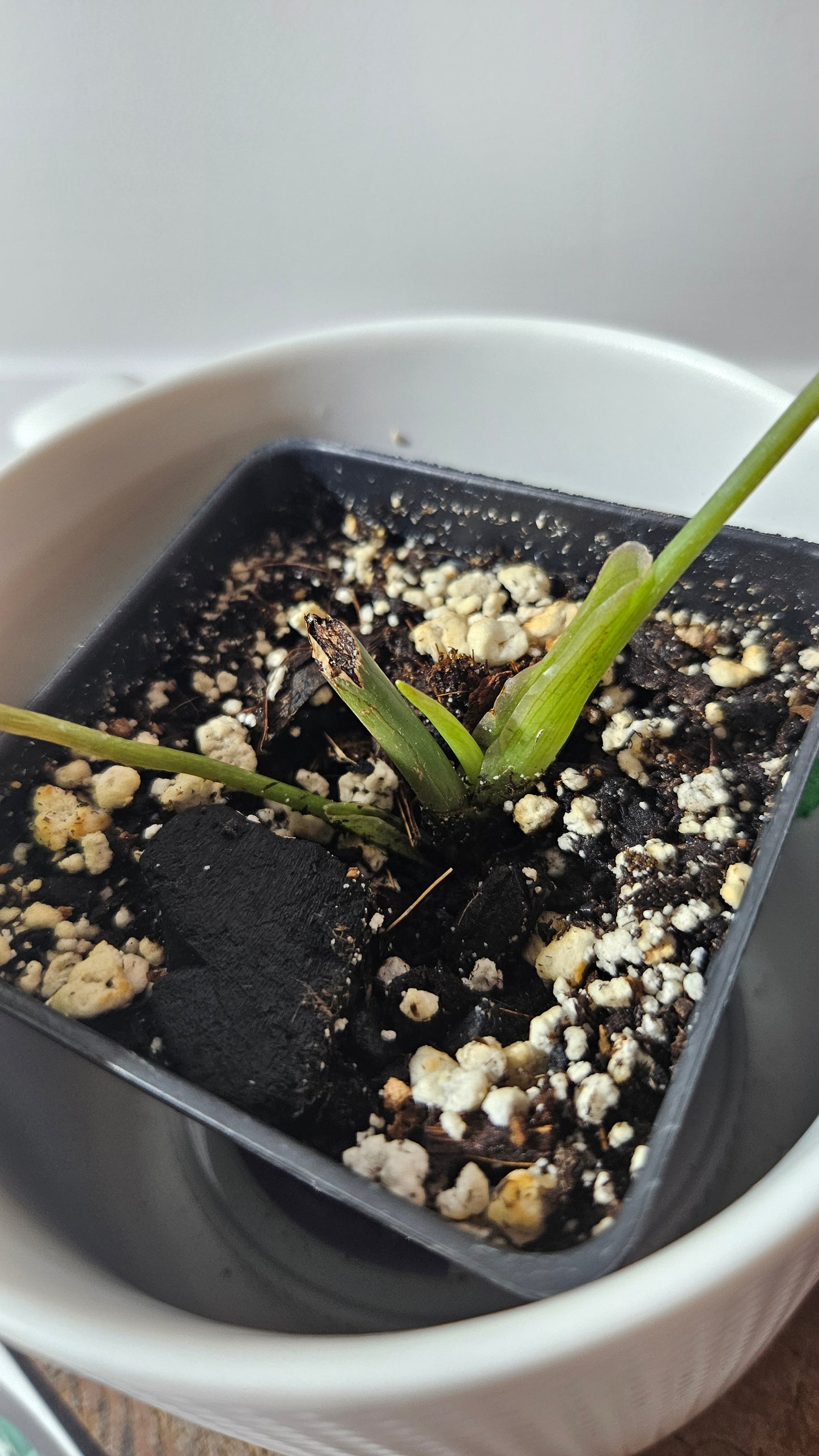 Philodendron Glorious (PHI-637)