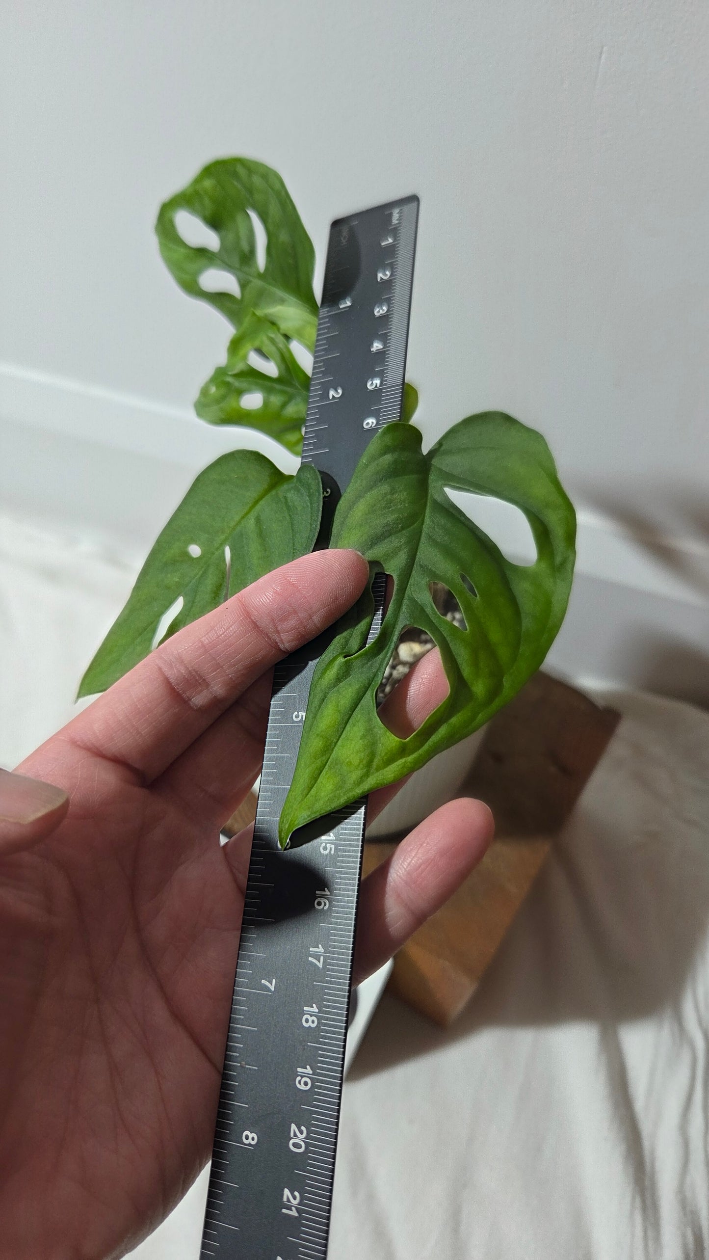 Monstera Obliqua Aff Canelos (MON-505)
