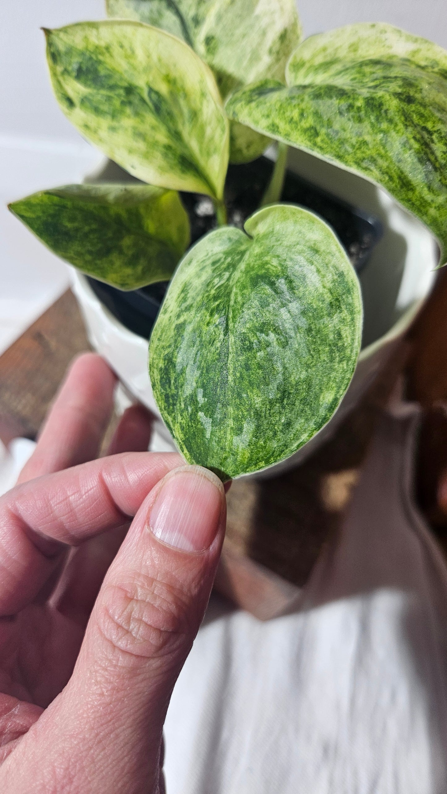 Scindapsus Tembaga (SCI-954)