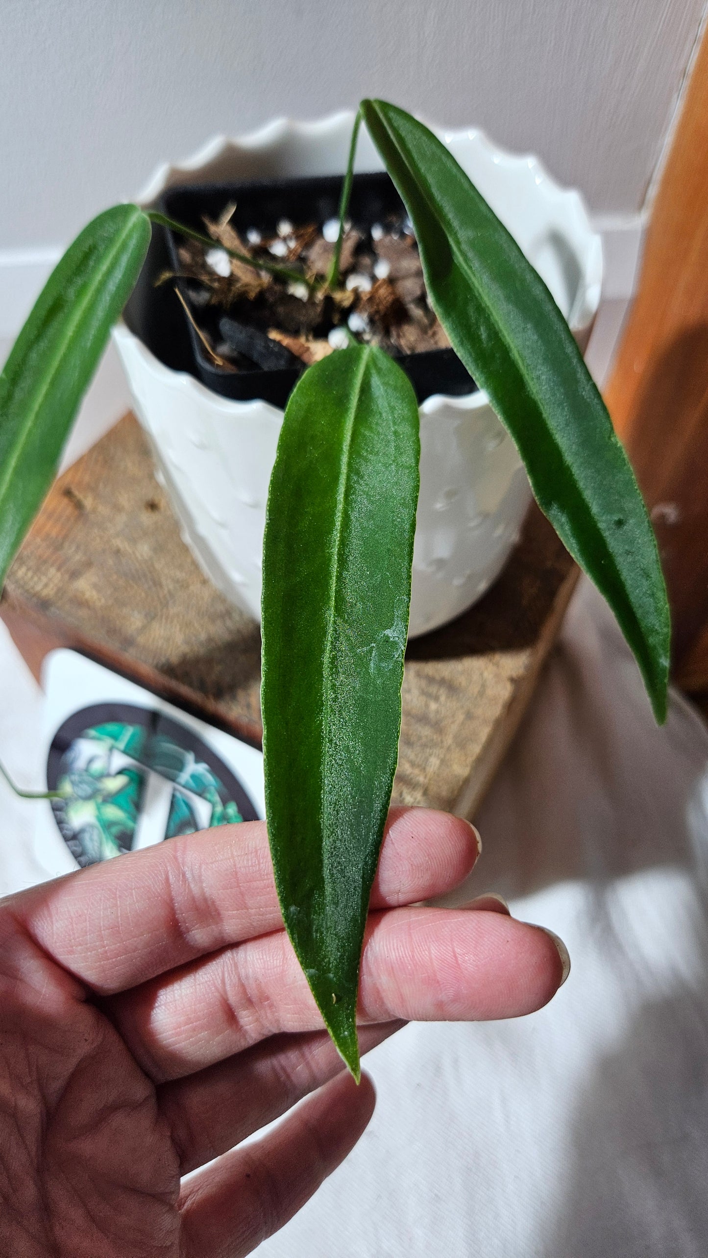 Anthurium Pallidiflorum Super Black "format MOYEN"(ANT-449)