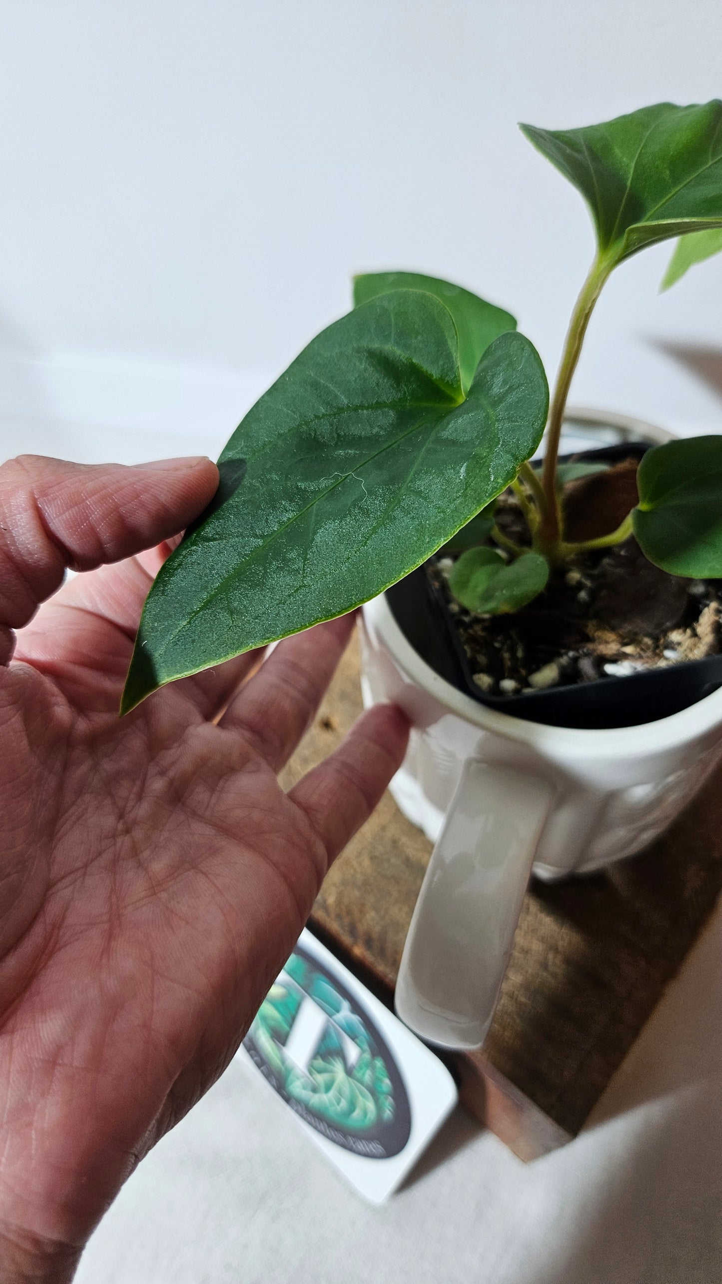 Anthurium  Tiwintza Velvet "format PETIT" (ANT-190)