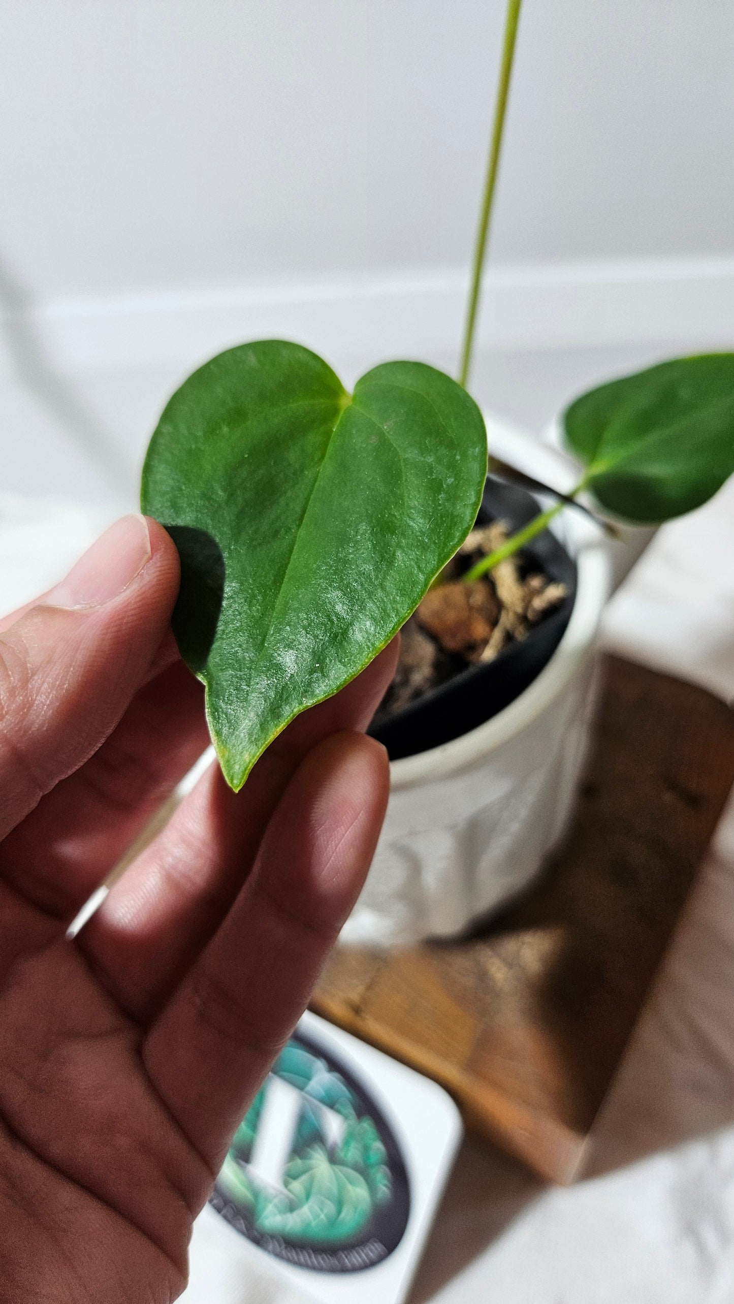 Anthurium Modeanum "format PETIT" (ANT-174)