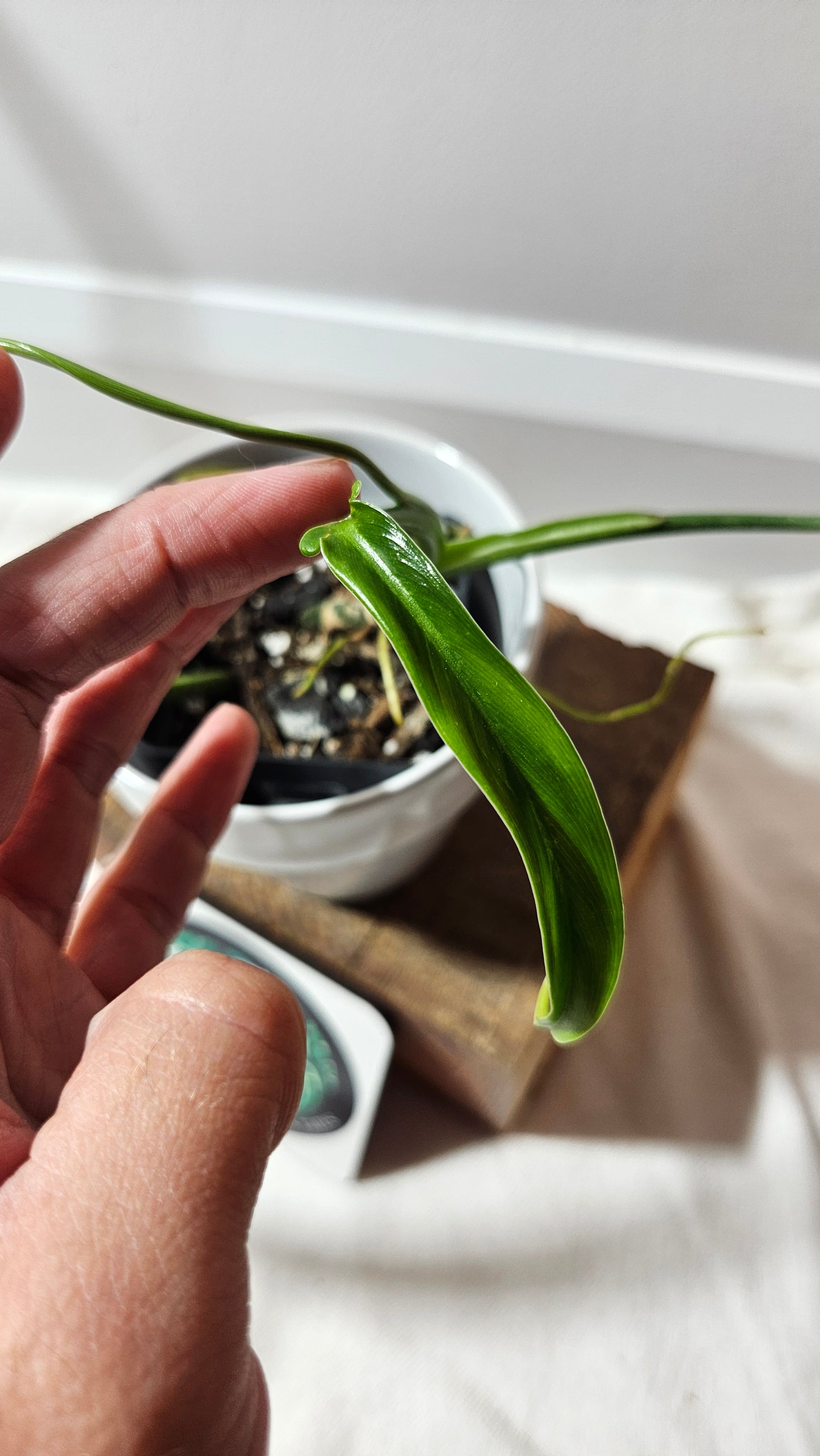 Philodendron Holtonianum Super Narrow (PHI-529)