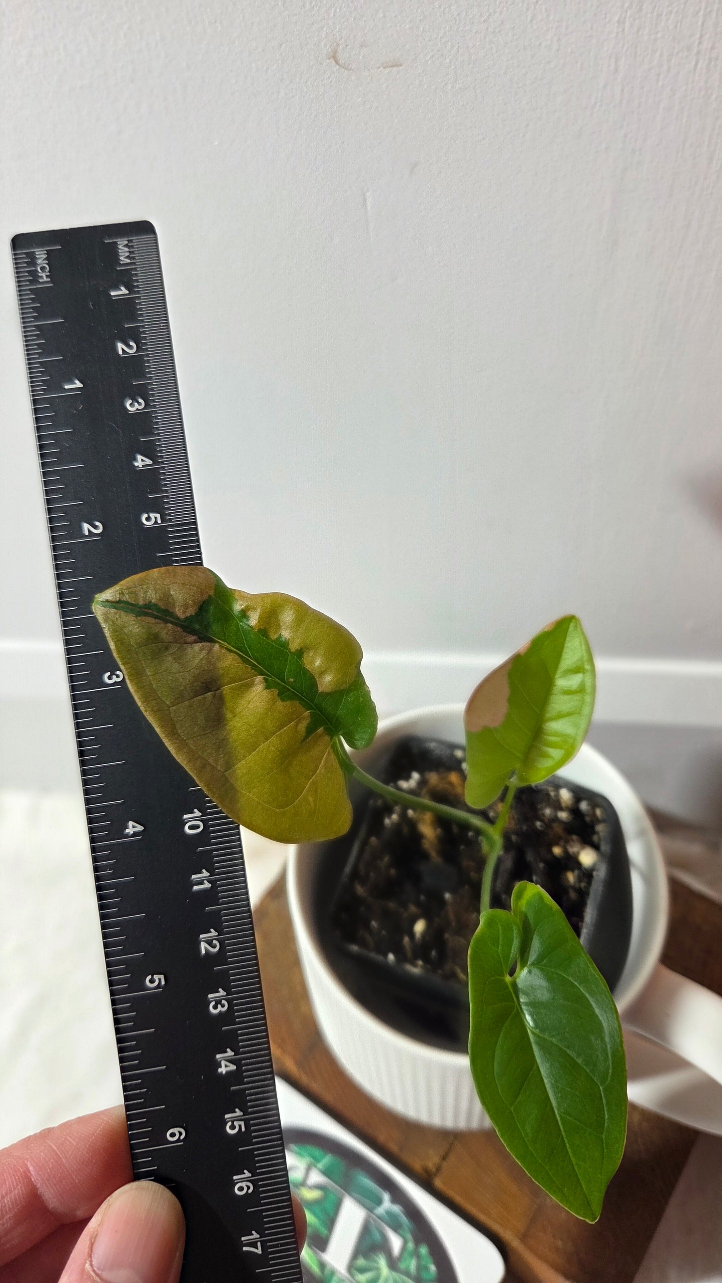 Syngonium Pink Lava (SYN-243)