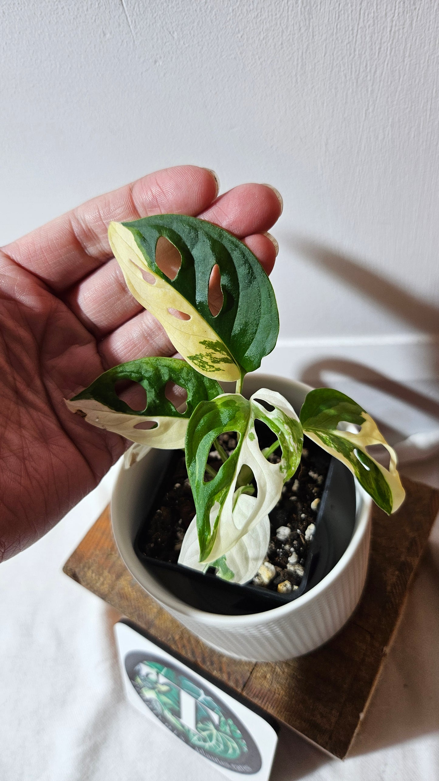 Monstera Andasonii Tricolore (MON-480)