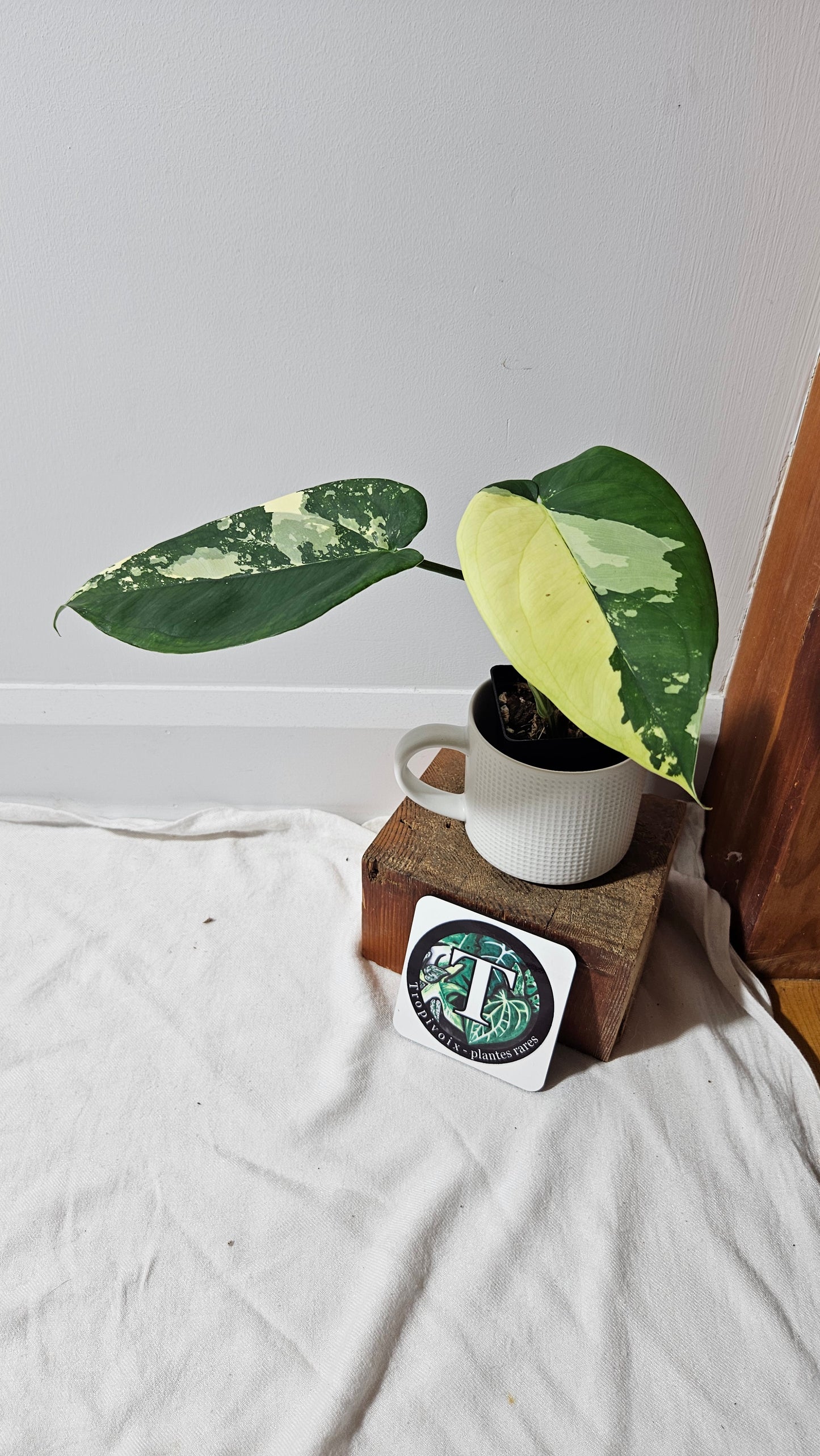 Syngonium Chiapense Albo (SYN-482)