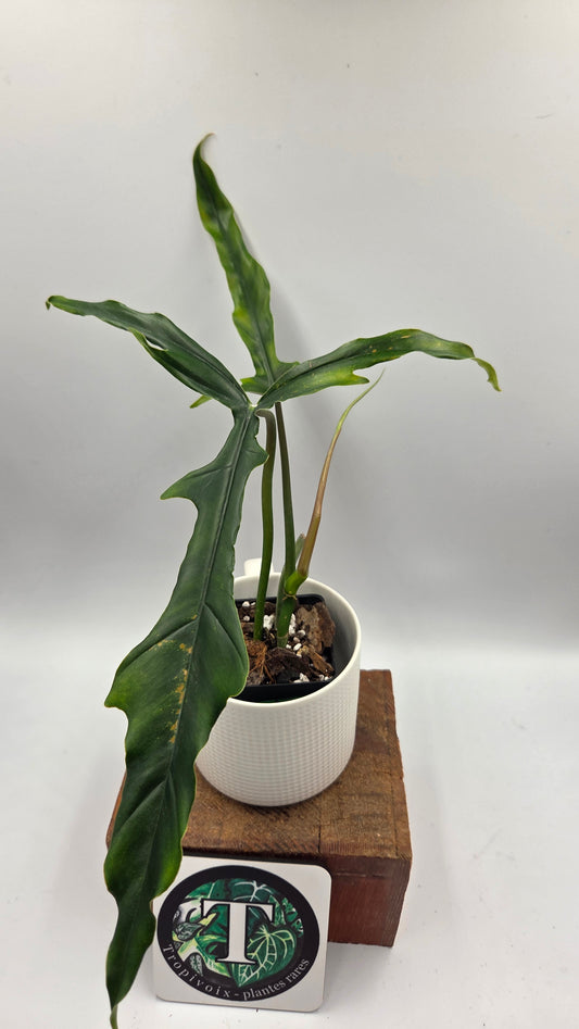 Philodendron Lavinia /(Paloraense cf X Tortum) (PHI-1080)