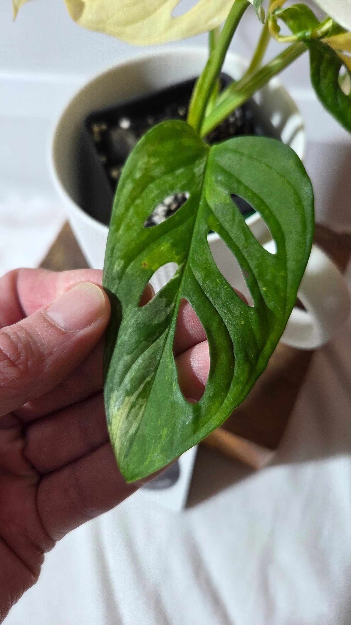 Monstera Andasonii Tricolore (MON-511)