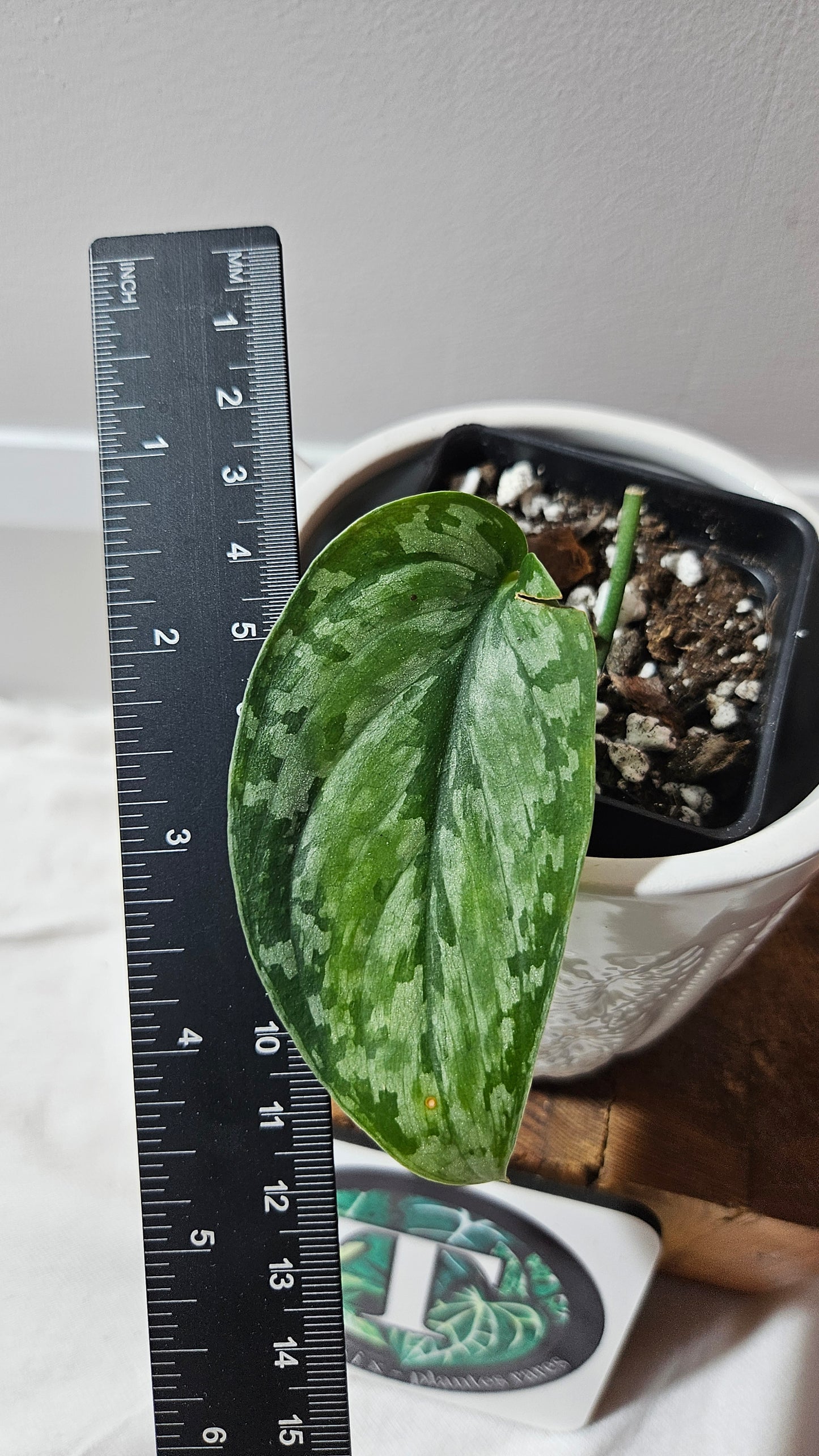Scindapsus Dark Princess Tricolore (SCI-1200)
