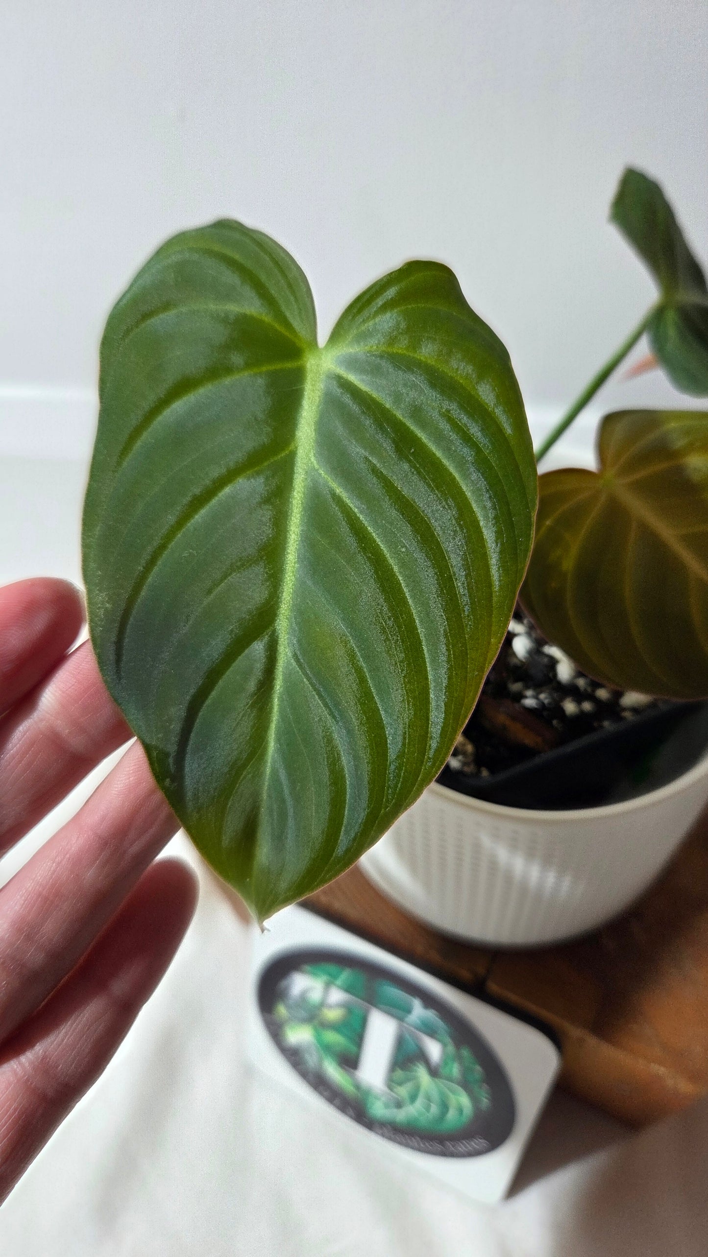 Philodendron Glorious (PHI-1008)