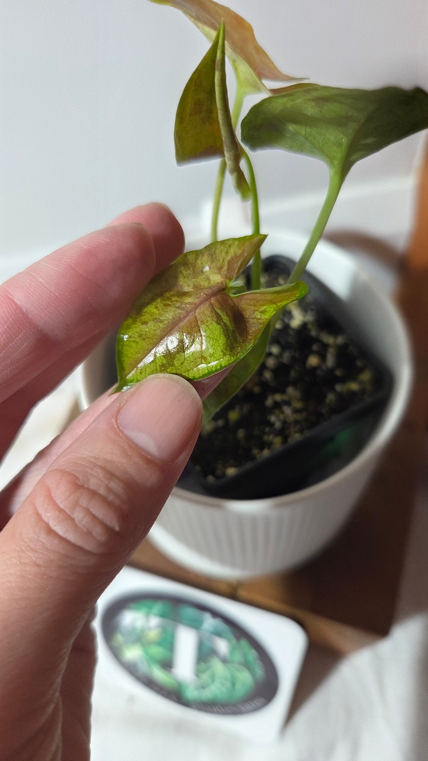 Syngonium Matcha Sprinkle (SYN-485)