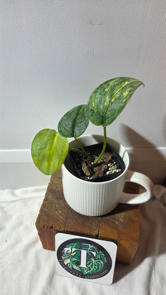 Scindapsus Pajajaran (SCI-1257)