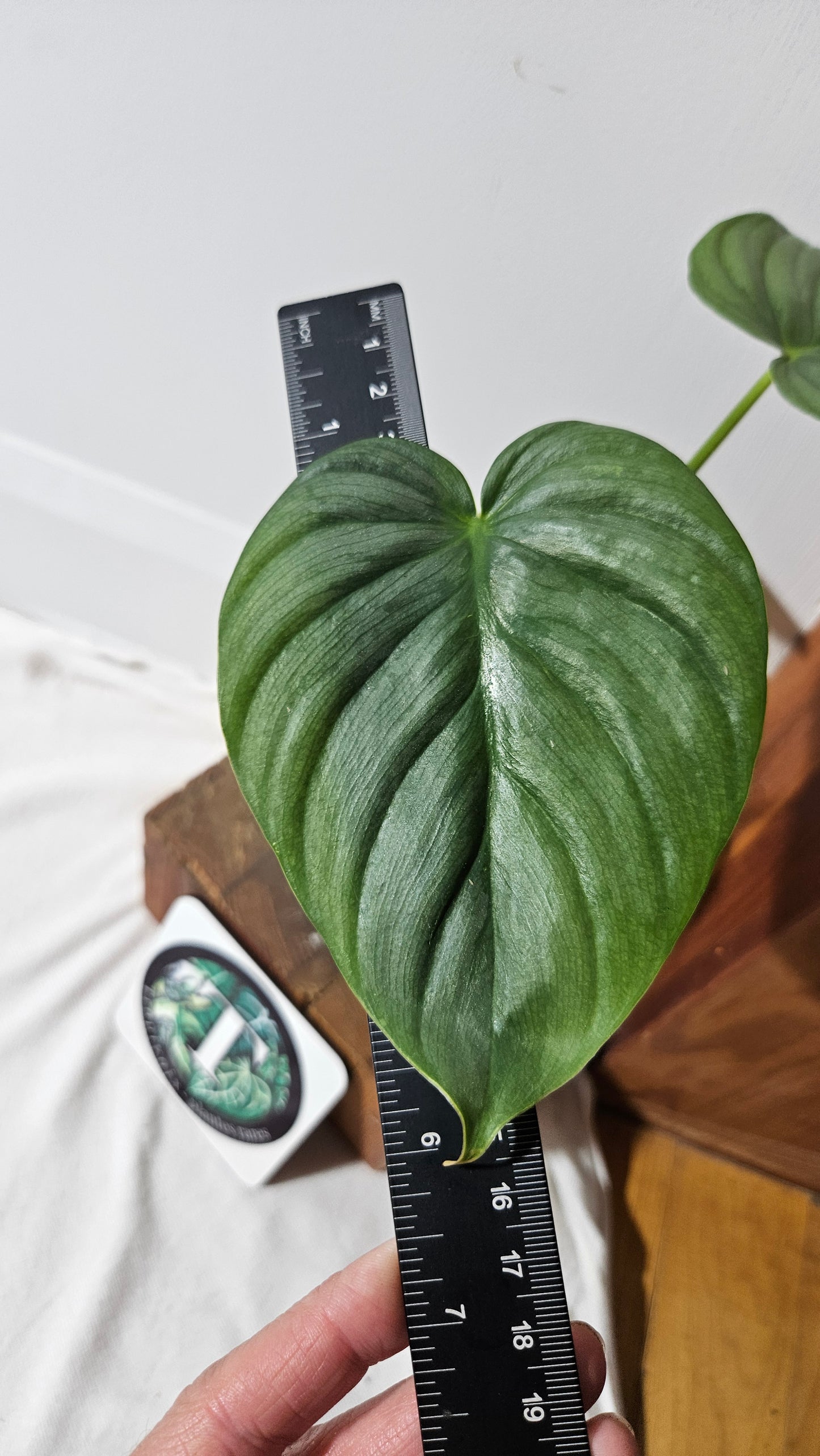 Philodendron Pastazanum Platinum (PHI-827)