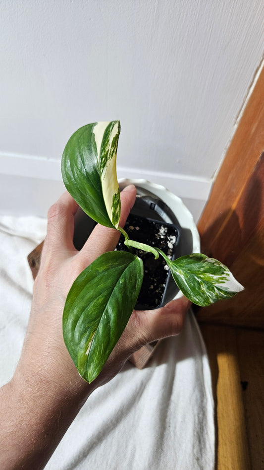 Monstera Lechleriana Albo (MON-410)