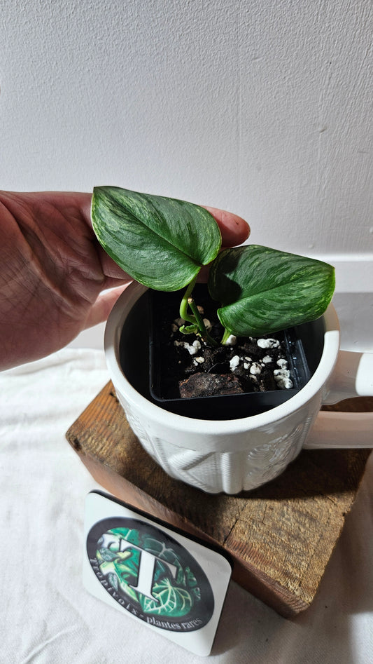 Scindapsus Moonlight SnowMint (SCI-1151)