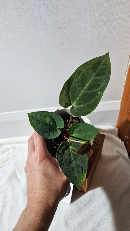 Anthurium  Papillilaminum X Warocqueanum "format MOYEN" (ANT-430)