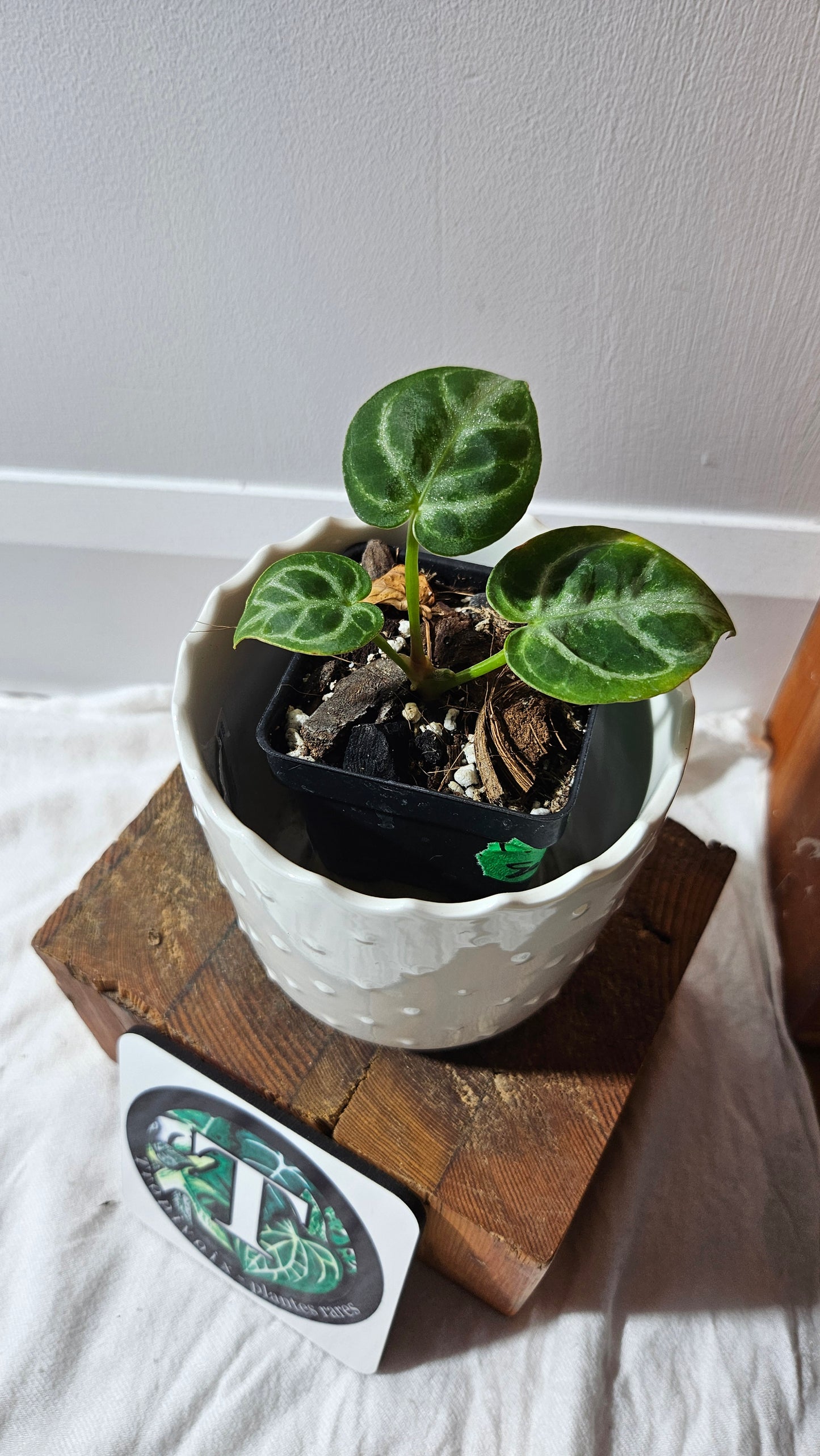 Anthurium Dorayaki Silver "format SEEDLING"( ANT-581)