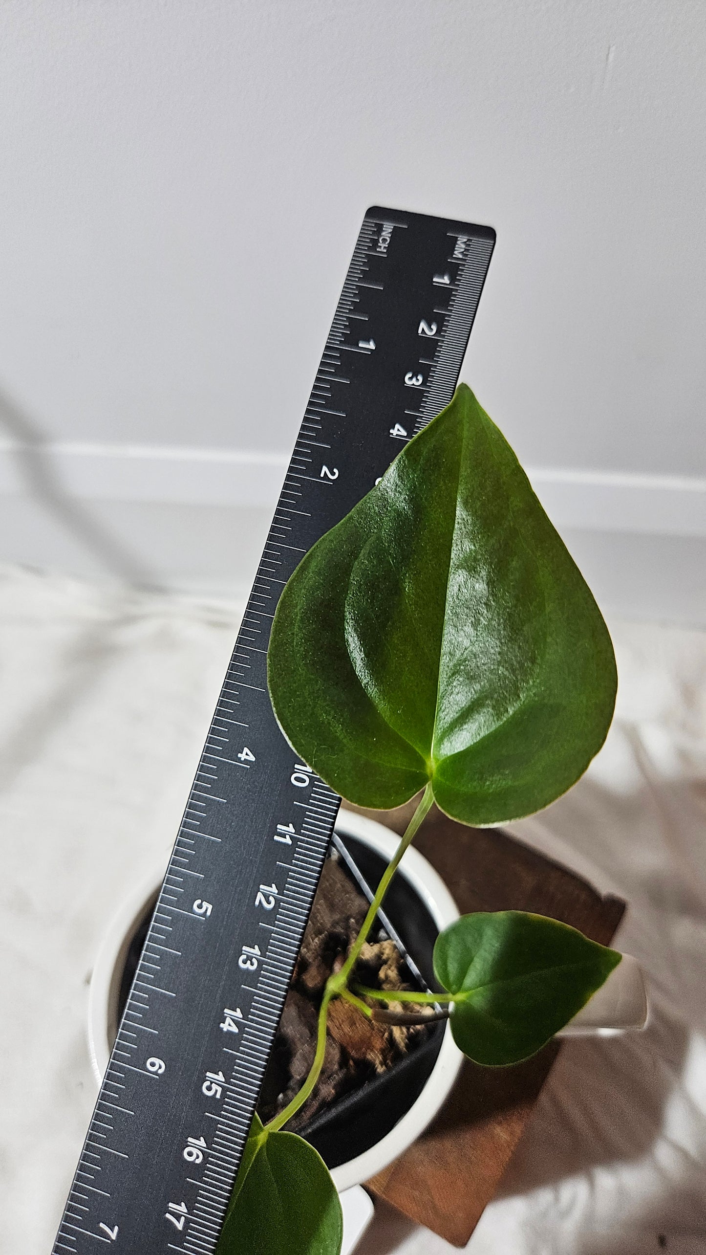 Anthurium Modeanum "format PETIT" (ANT-174)