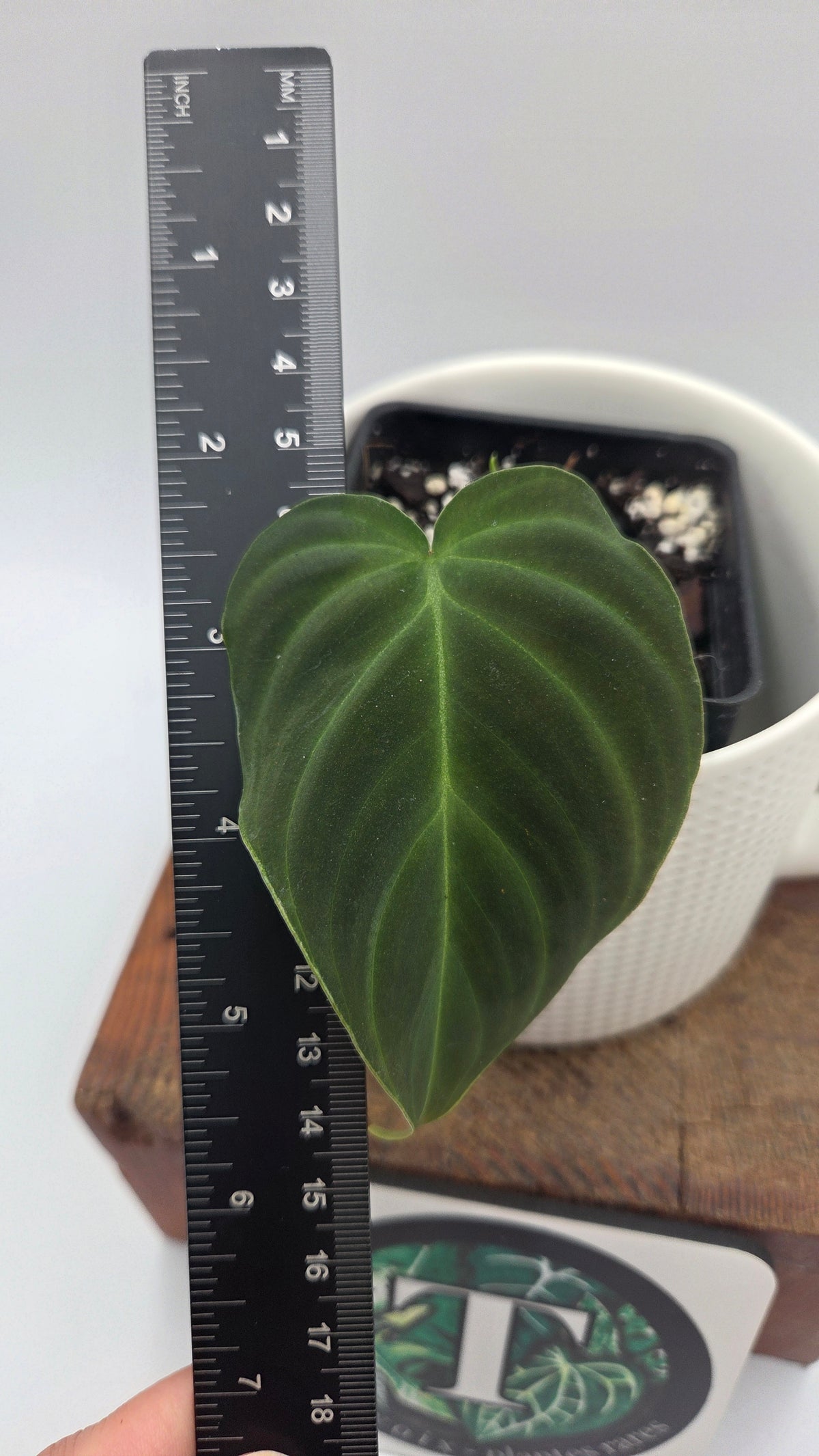 Philodendron Splendide (PHI-1096)