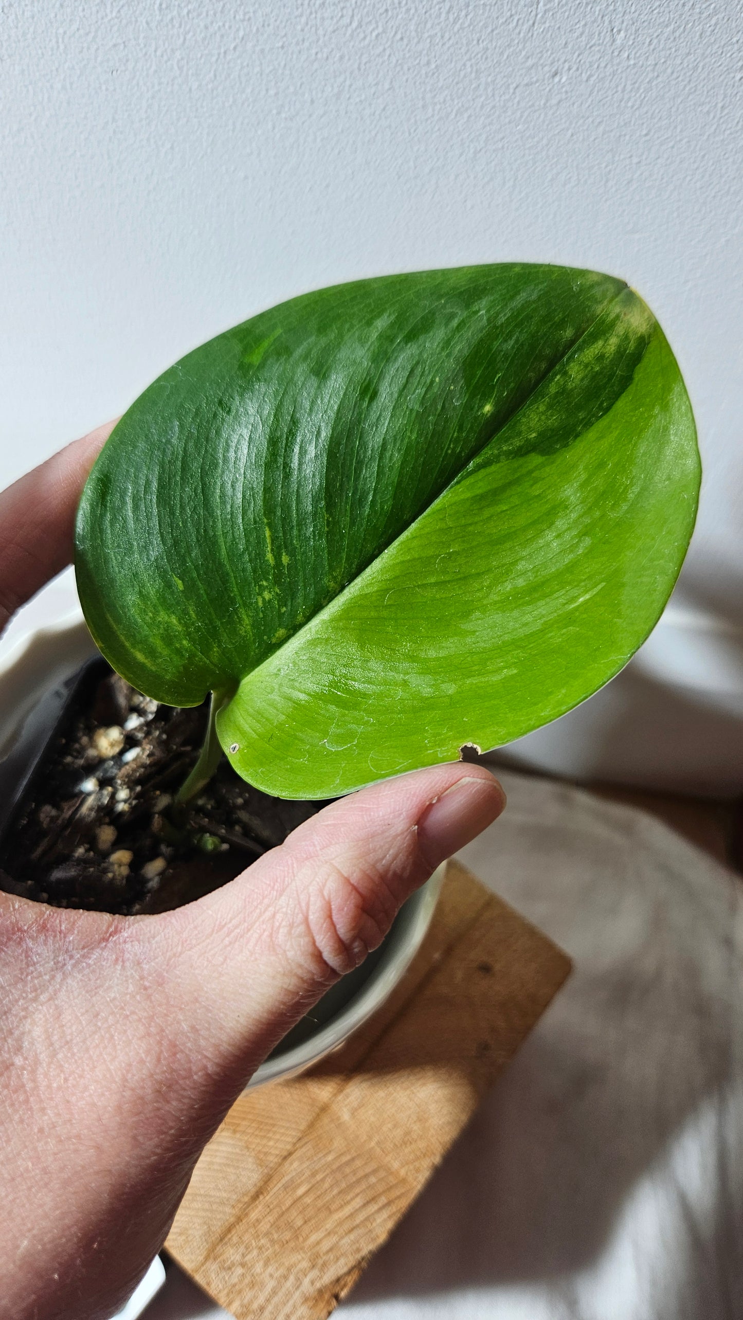 Scindapsus Treubii Bornéo "Green on green" (SCI-627)