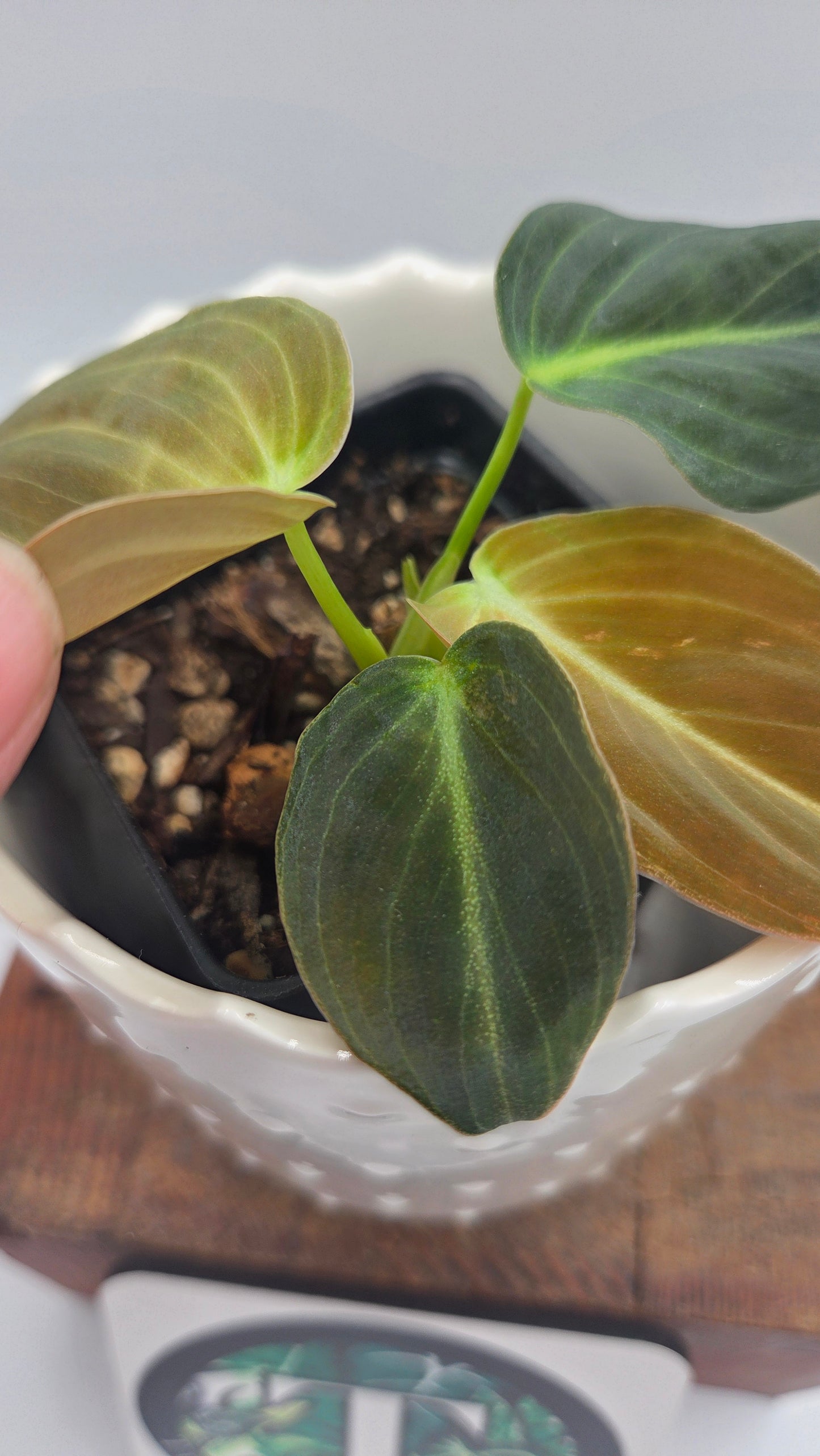Philodendron Melanochrysum Variegata (PHI-1067)