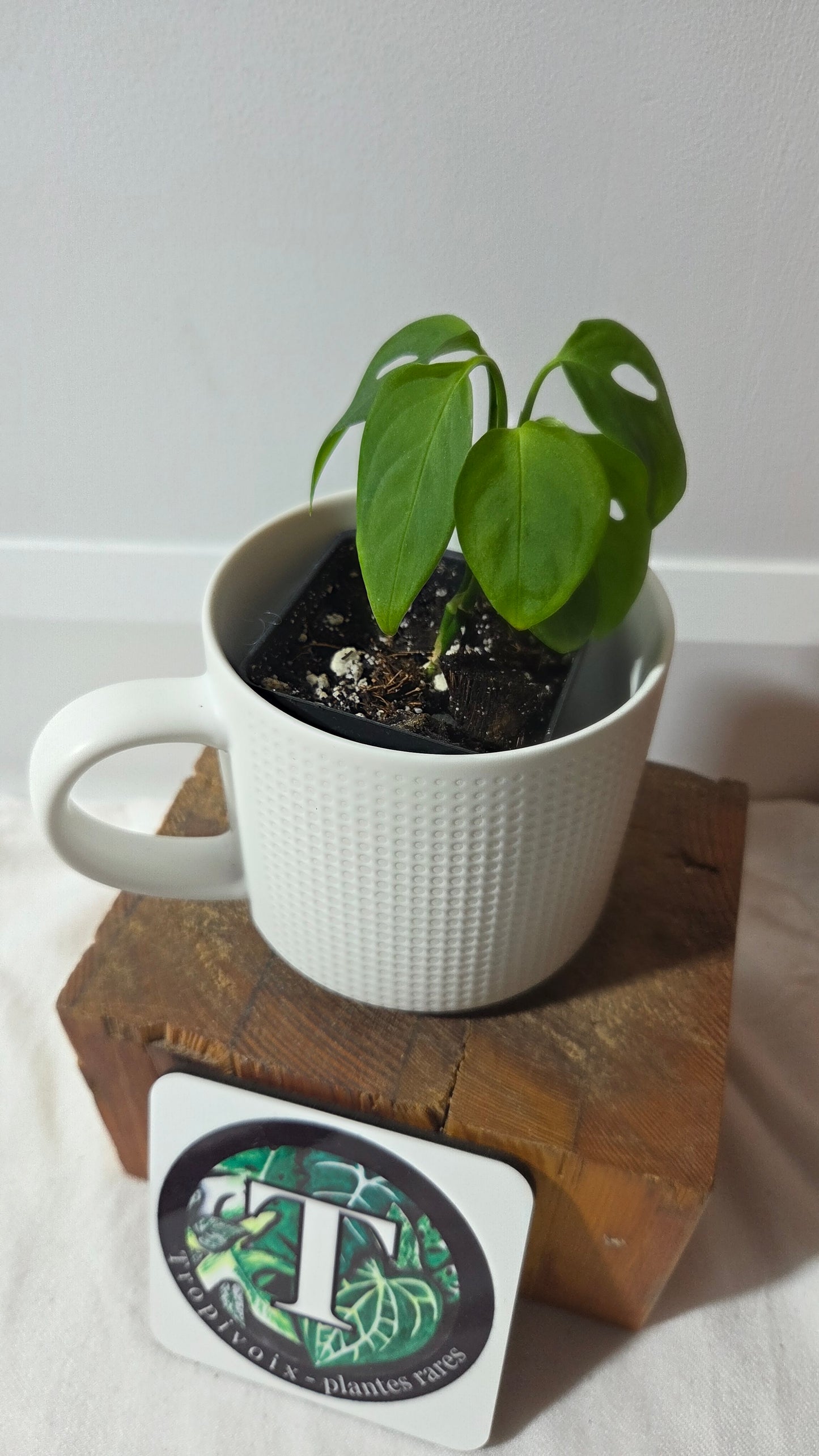 Monstera Obliqua Aff Indanza (MON-528)