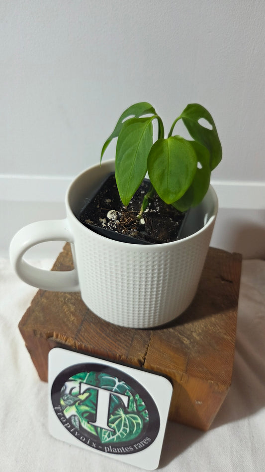 Monstera Obliqua Aff Indanza (MON-528)