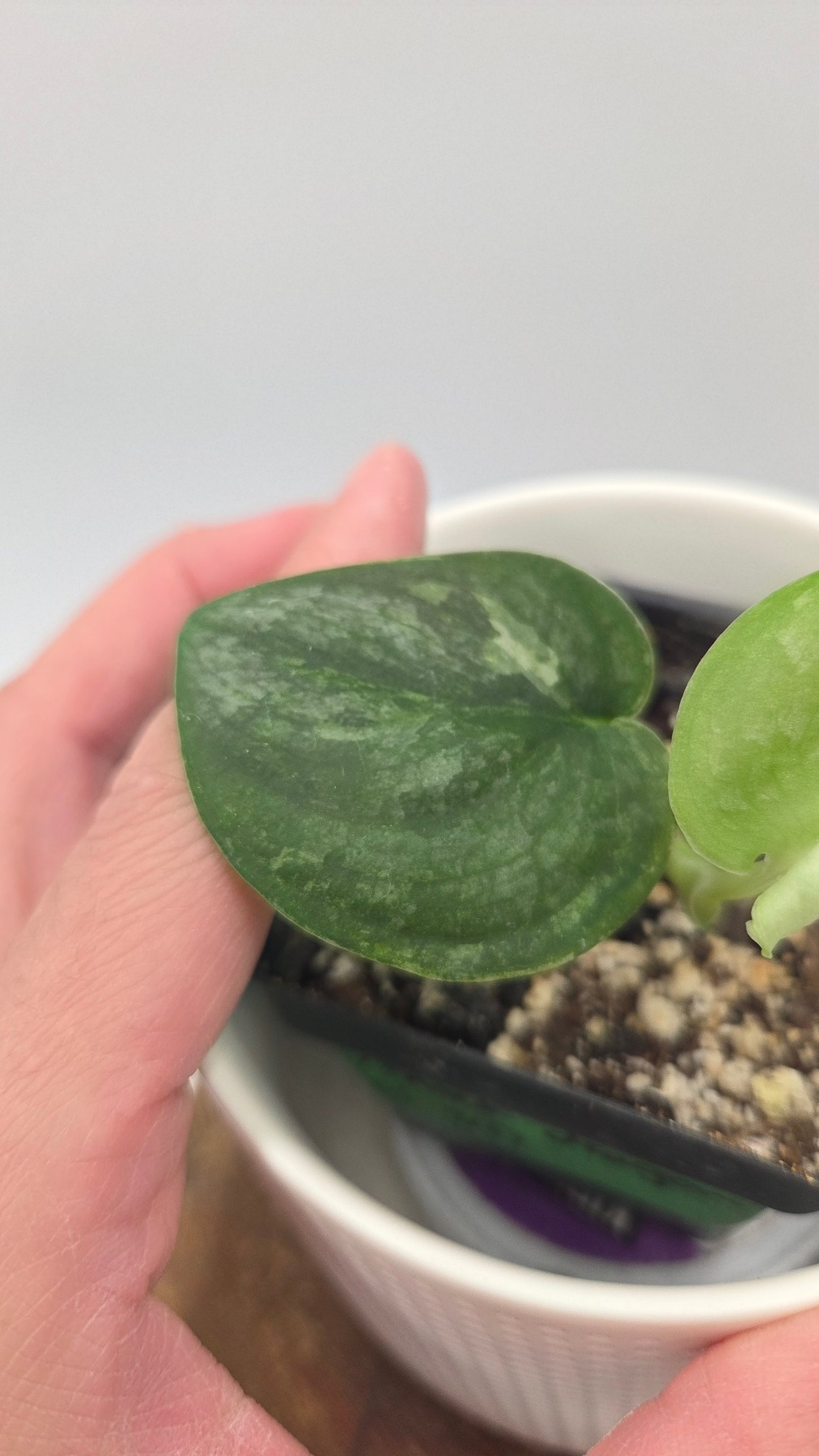 Scindapsus Black Dragon Variegata (SCI-1441)