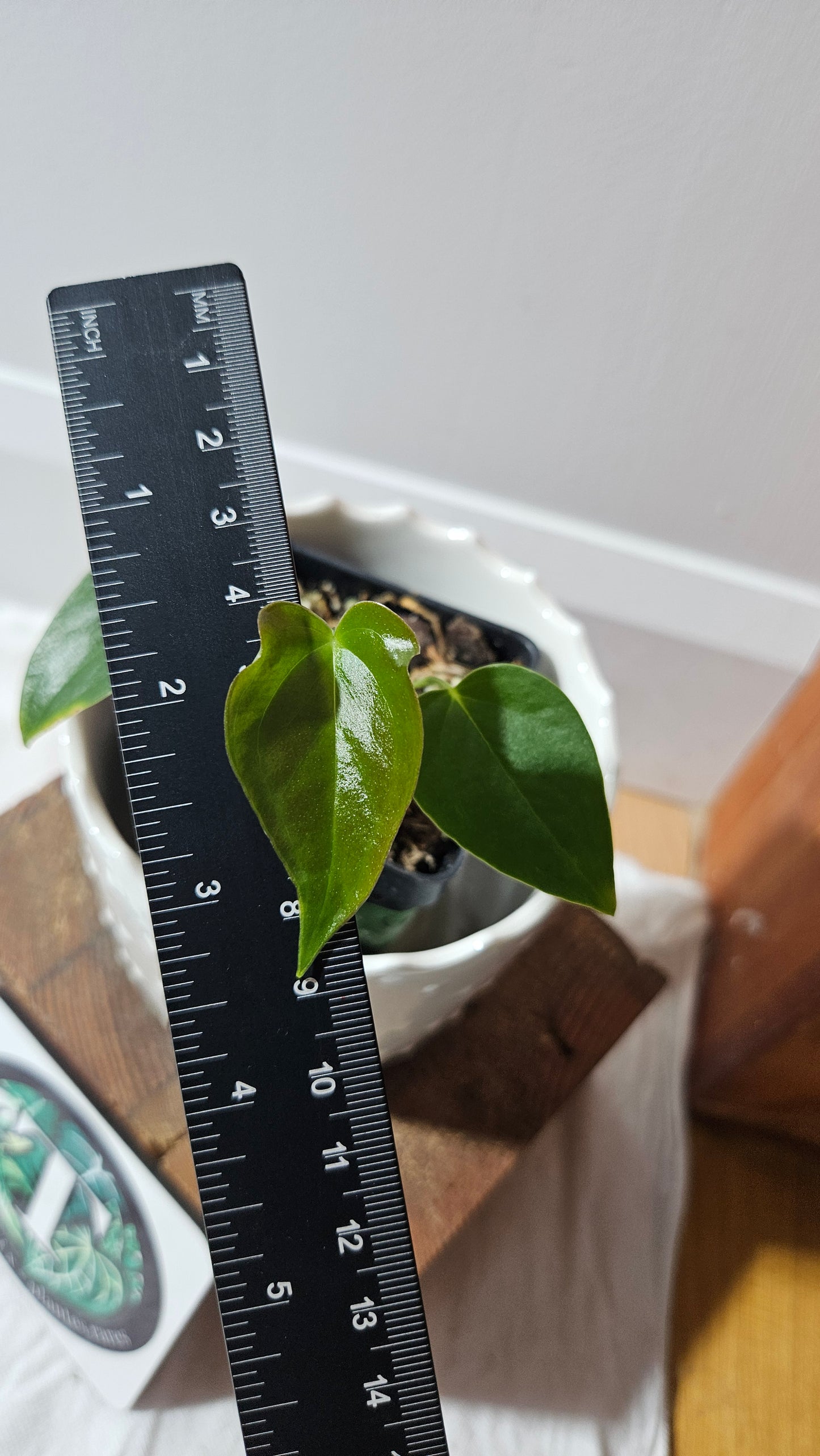 Anthurium Modeanum "format PETIT" (ANT-625)