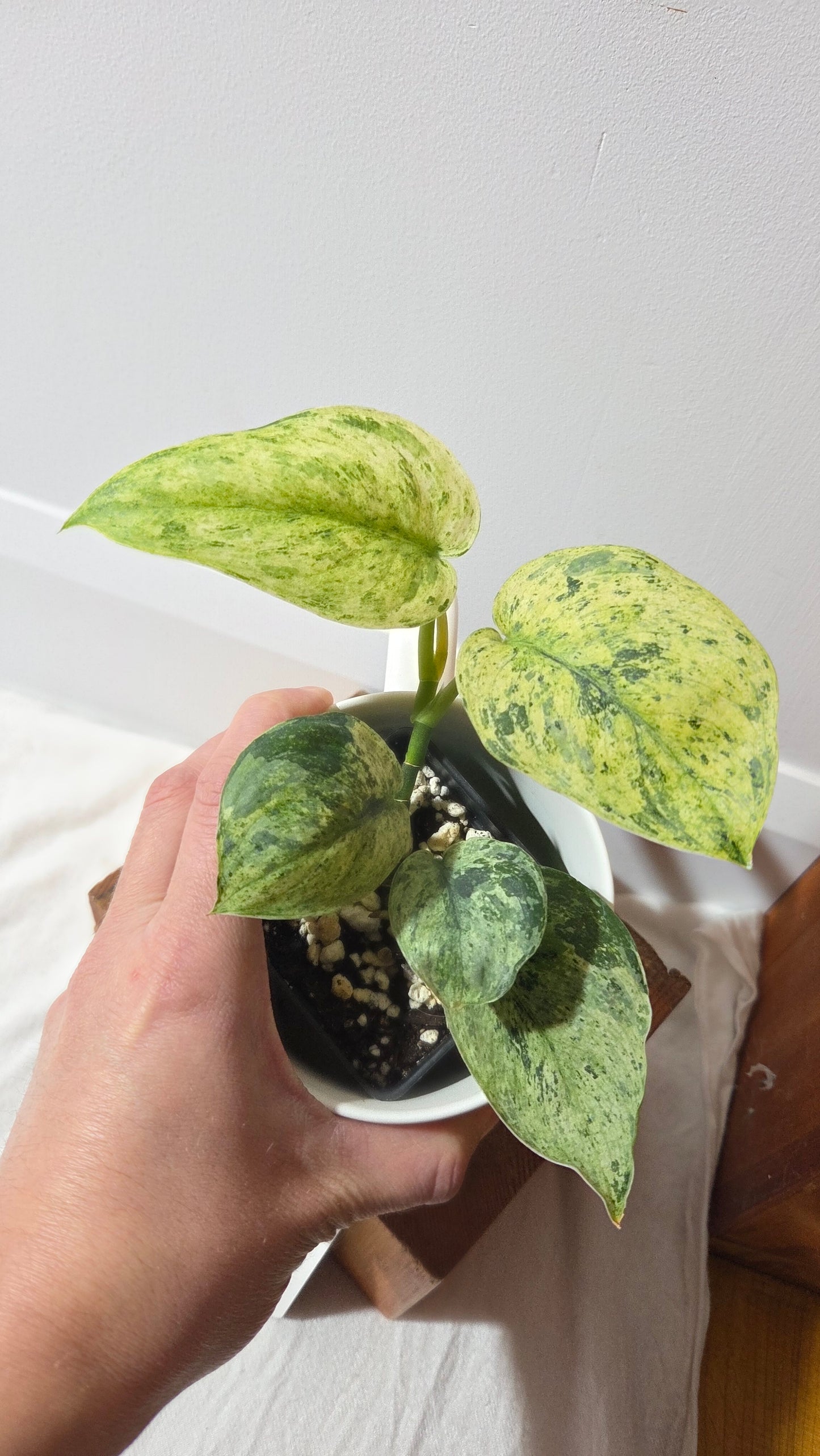 Scindapsus Keraton (SCI-1407)