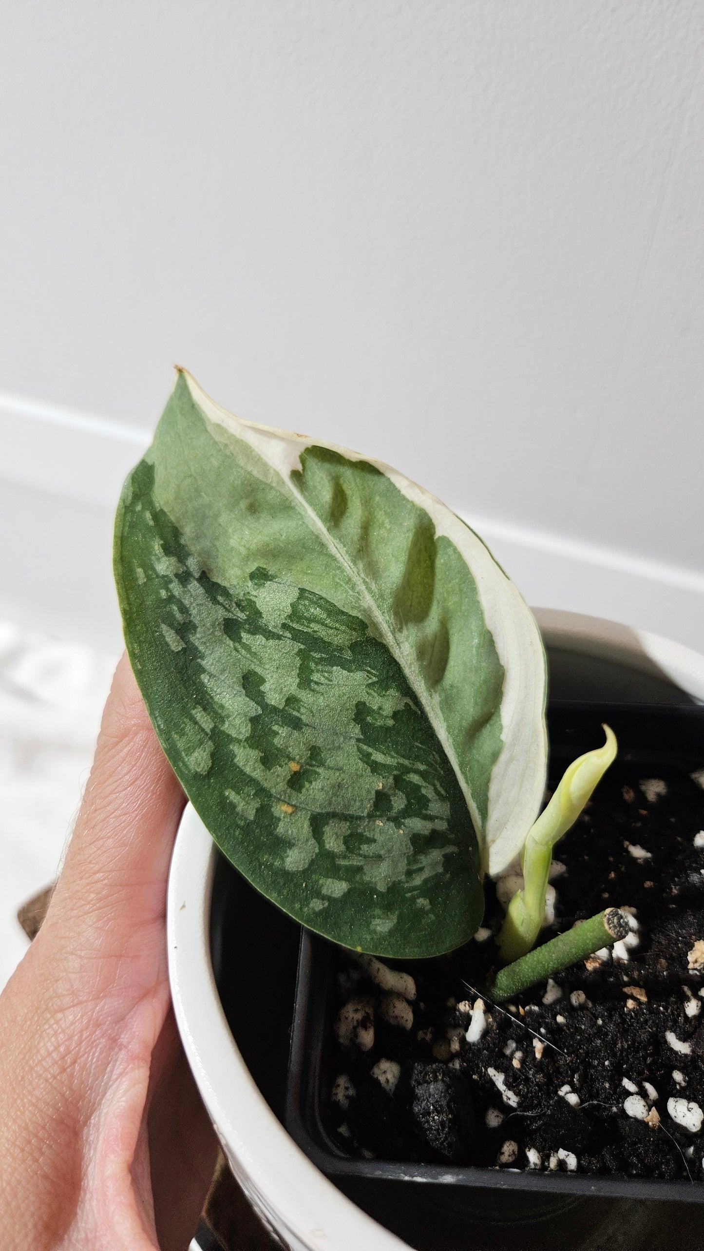 Scindapsus Simbara Mutation (SCI-1312)