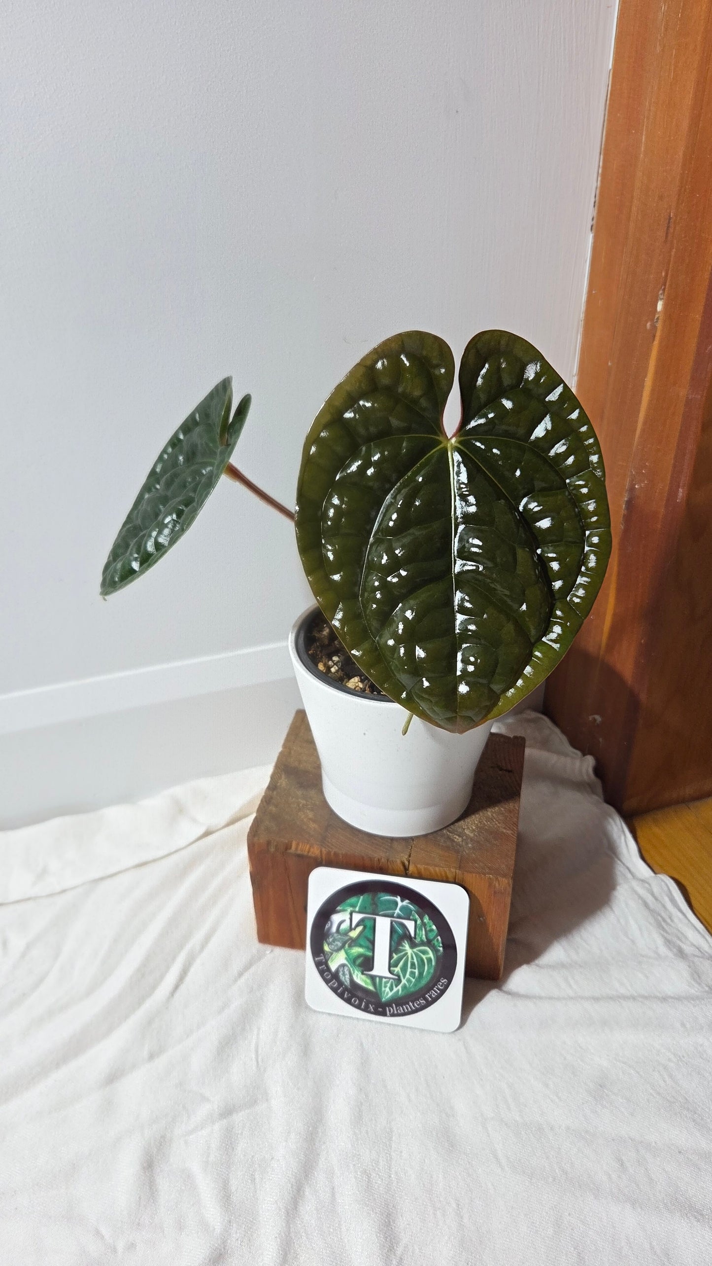 Anthurium Luxurian Velvet Special "LARGE format" (ANT-131)