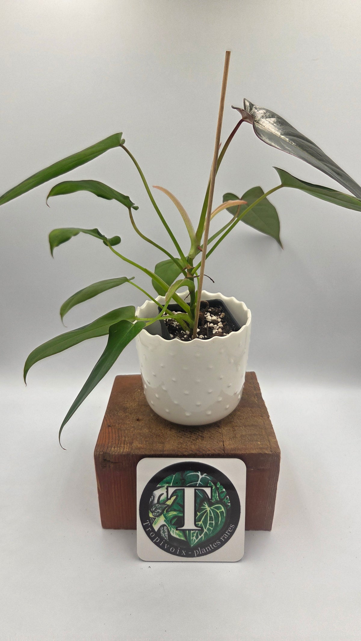 Philodendron Pangui Sunset /(P. Pinnatilobum/P. Spiritus Santi) (PHI-1092)