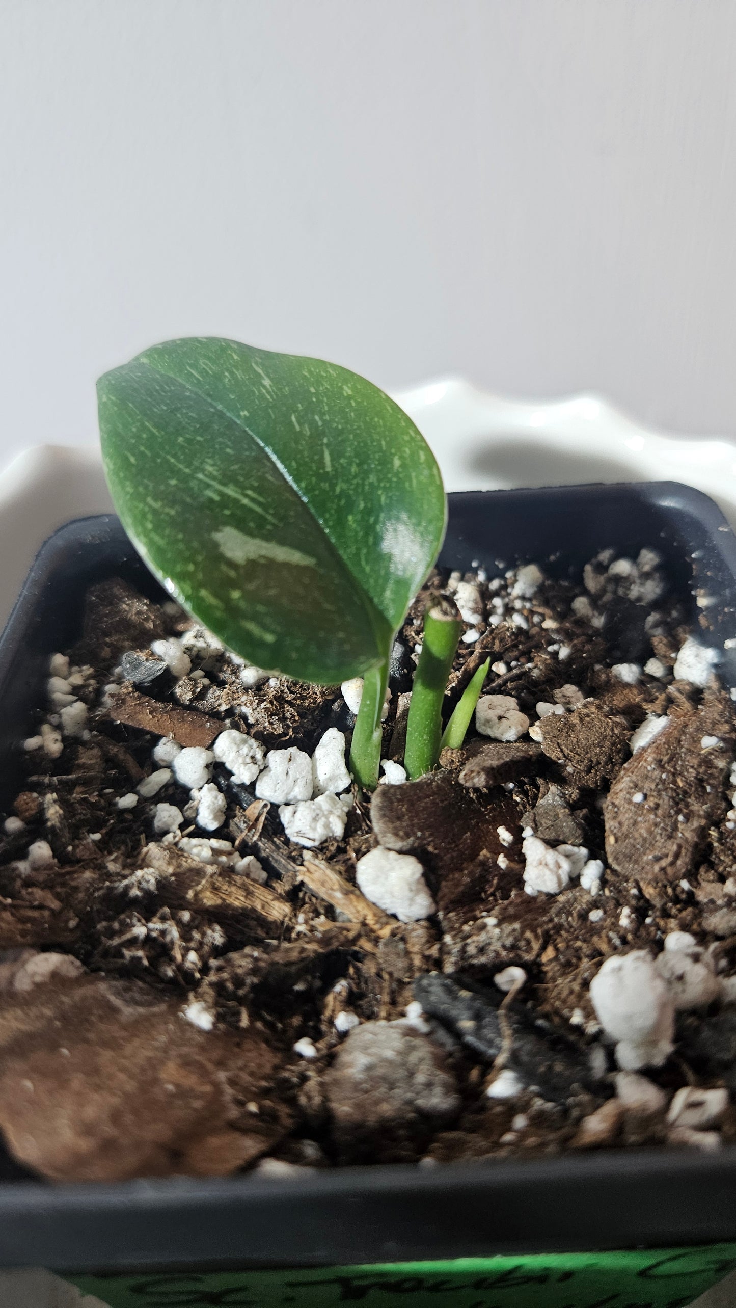 Scindapsus Treubii Galaxy (SCI-935)