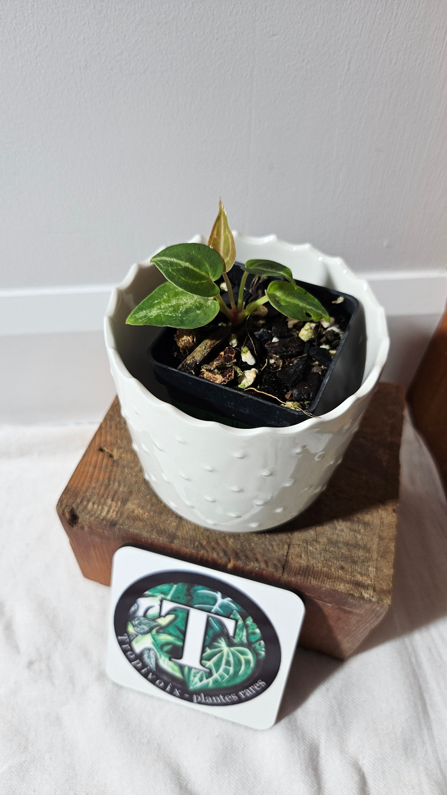 Anthurium Forgetti hybrid "format SEEDLING" (ANT-546)