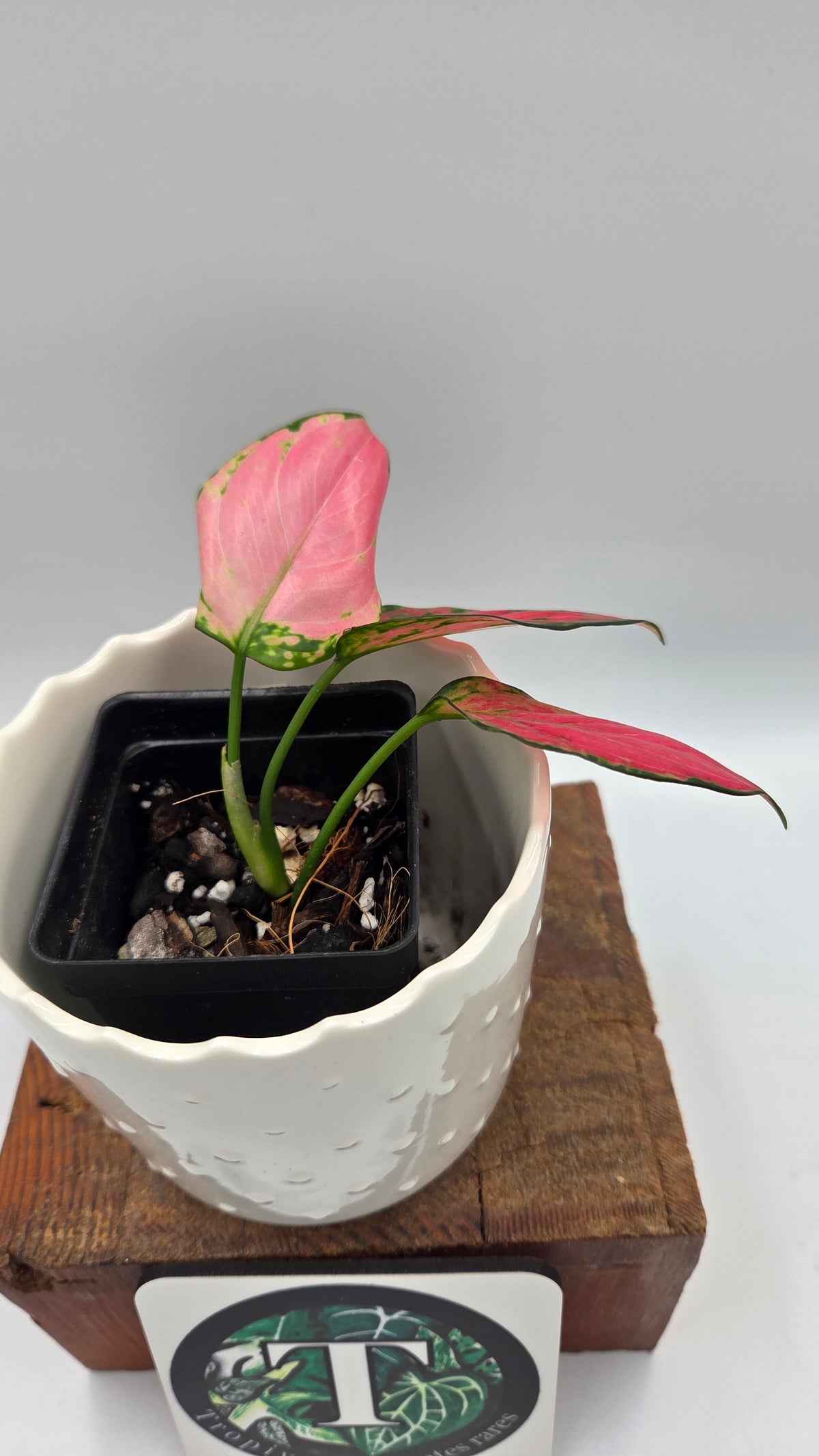 Agalonema Pink Star (AUT-101)