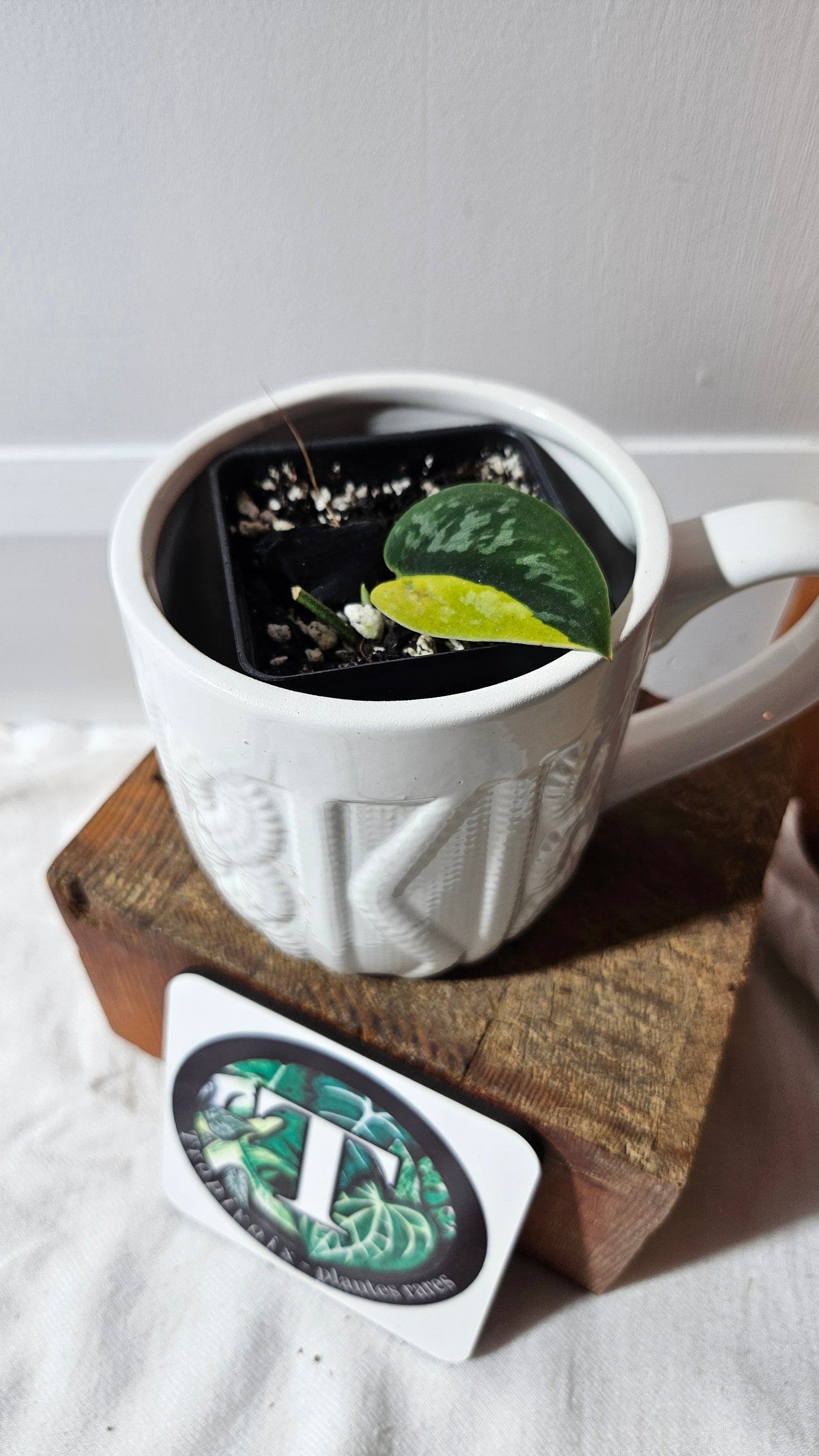 Scindapsus Green Diamond (SCI-1304)