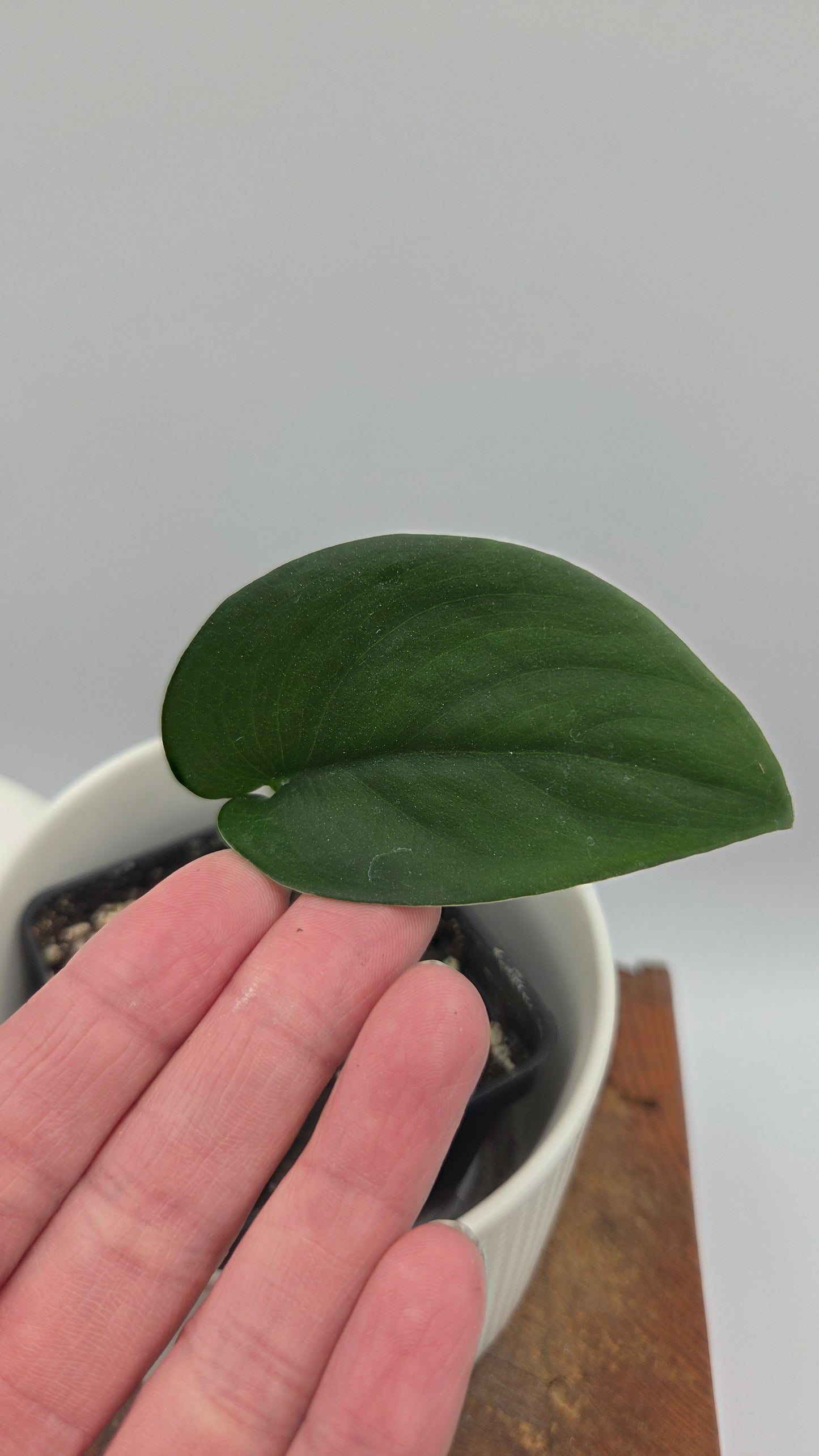 Scindapsus Jade Satin (SCI-351)