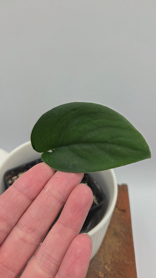 Scindapsus Jade Satin (SCI-351)