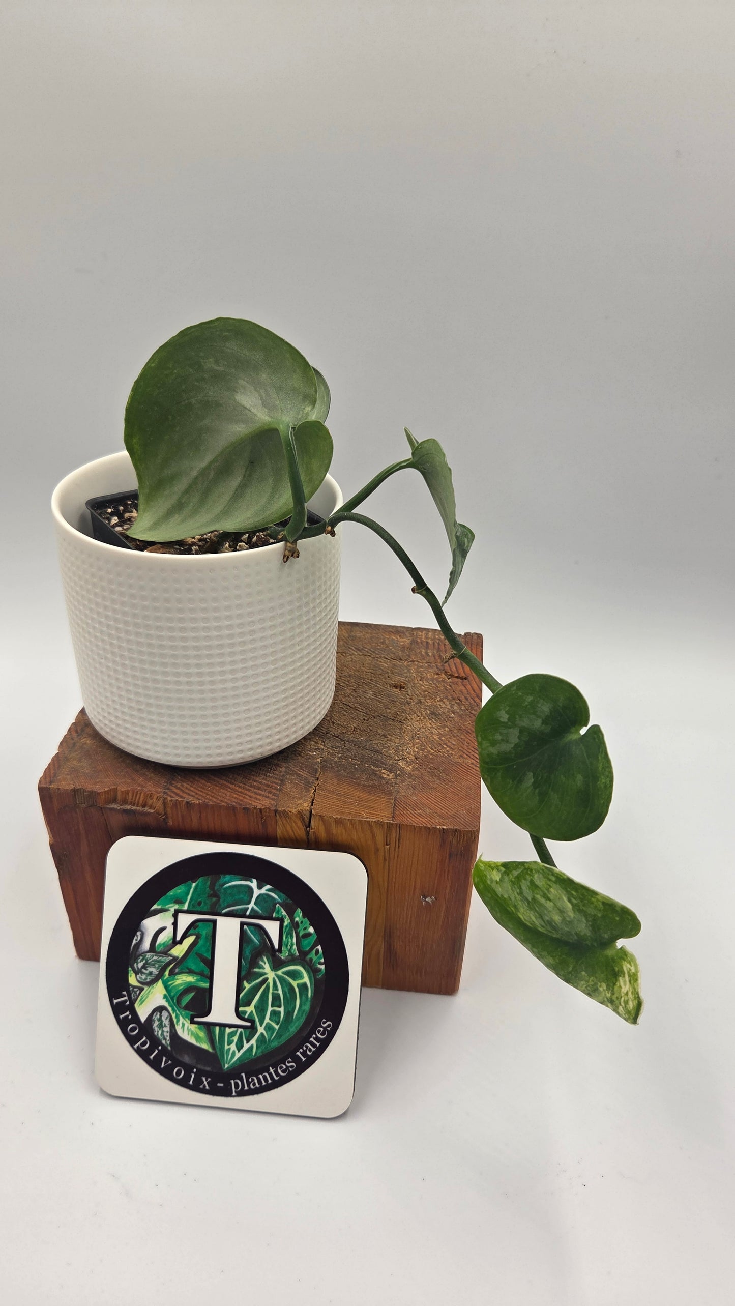 Scindapsus Dark Splash Variegata (SCI-775)