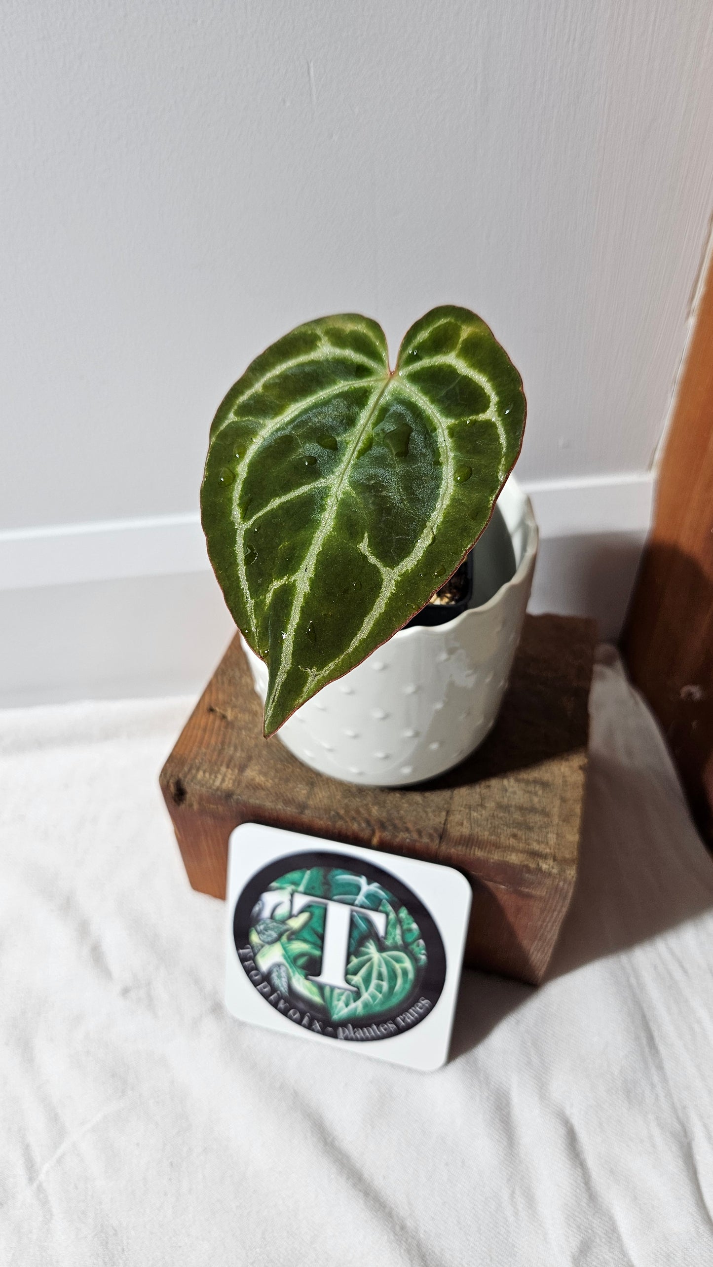 Anthurium Crystallinum (d'équateur) "format PETIT" (ANT-544)