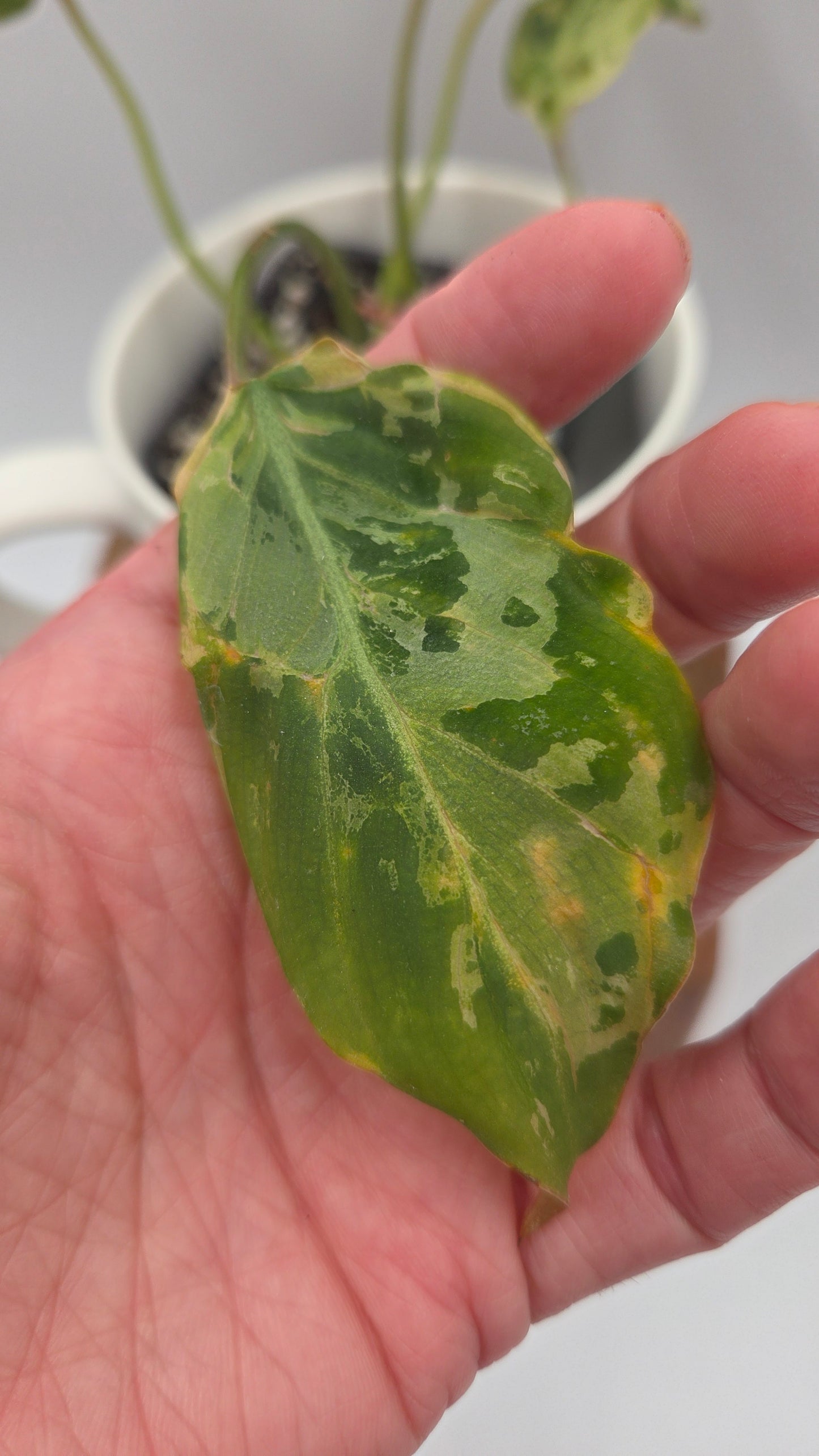 Philodendron Gloriosum "Snow leopard" (PHI-1026)