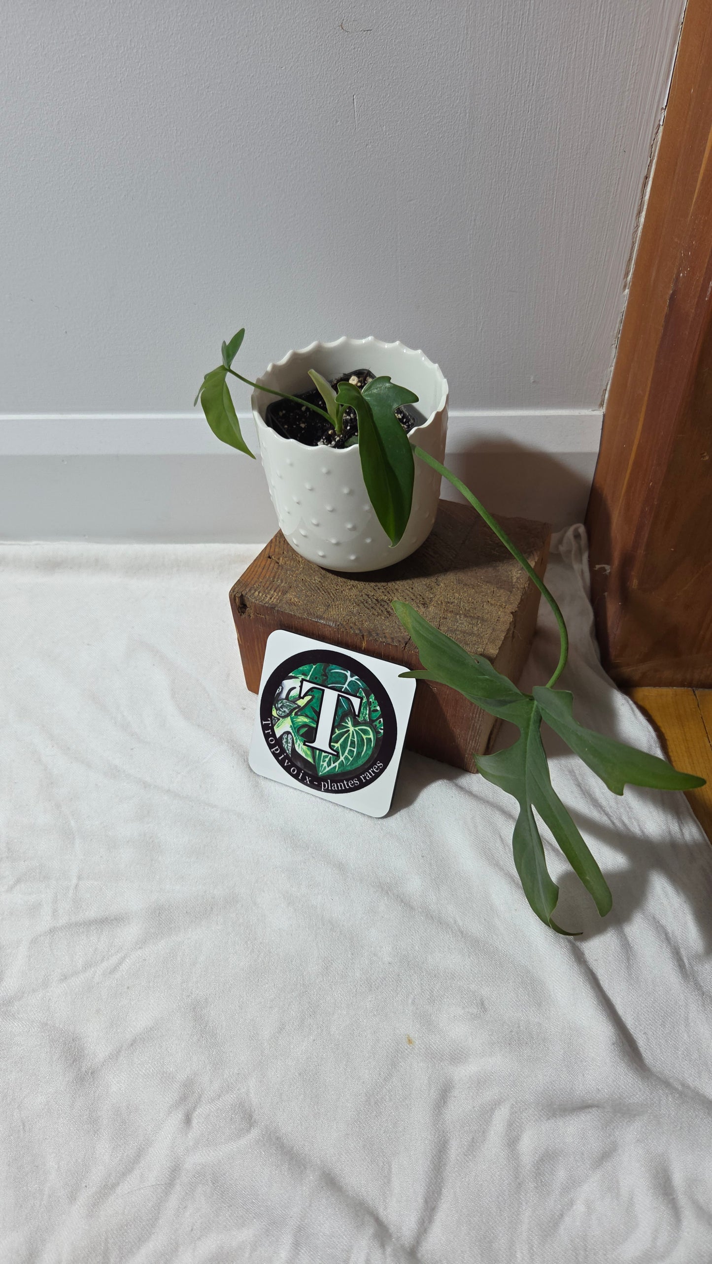 Philodendron Gladhands (PHI-958)