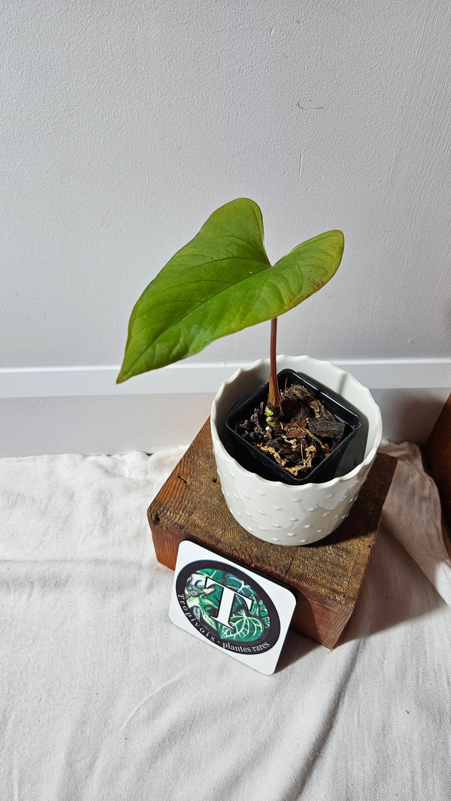 Anthurium  Tiwintza Aff Velvet "format MOYEN" (ANT-225)