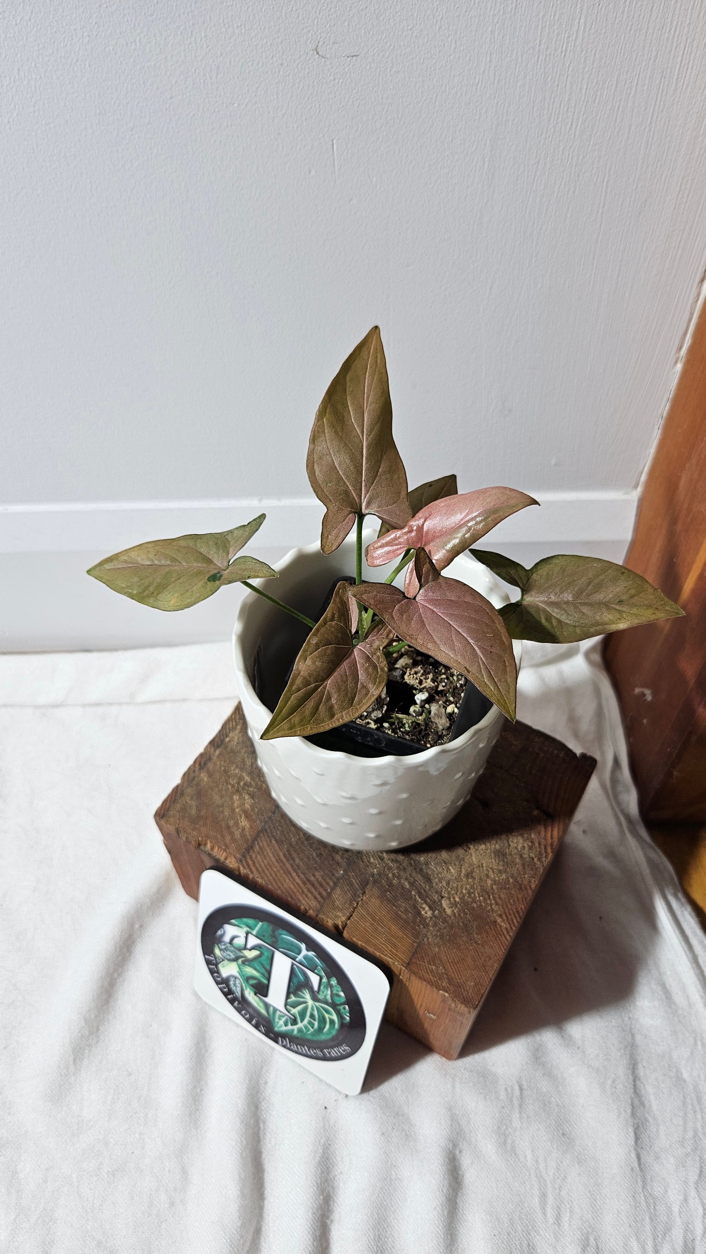 Syngonium Pink Emerald (SYN-438)