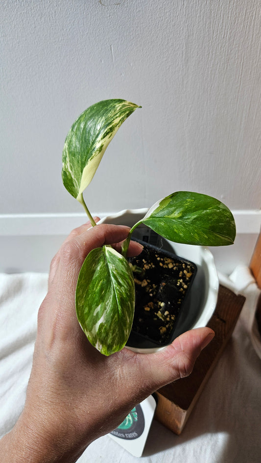 Monstera Lechleriana Albo (MON-195)